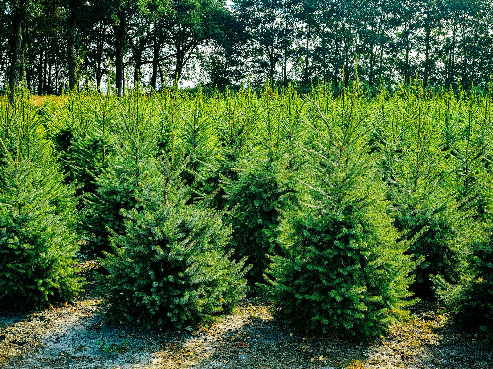 Nordmann fir trees growing on a Christmas tree farm