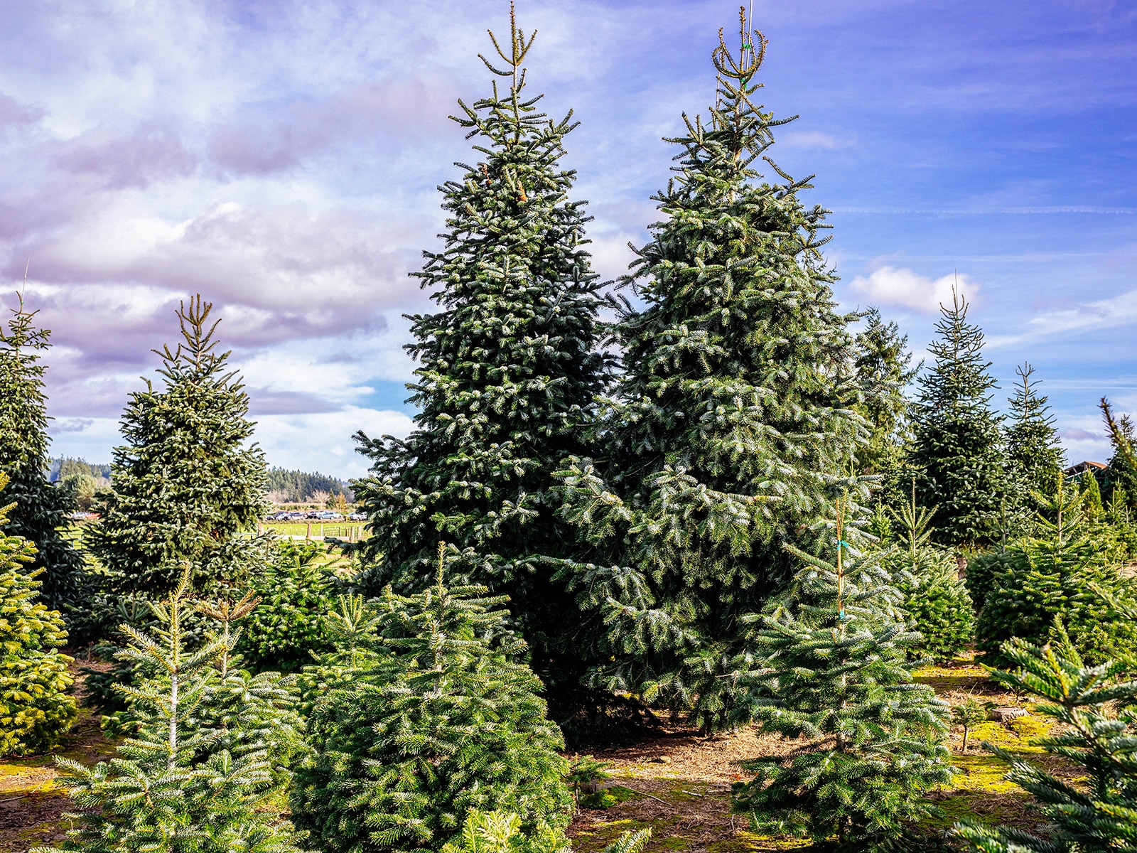 Nordmann and noble fir trees growing on a Christmas tree farm