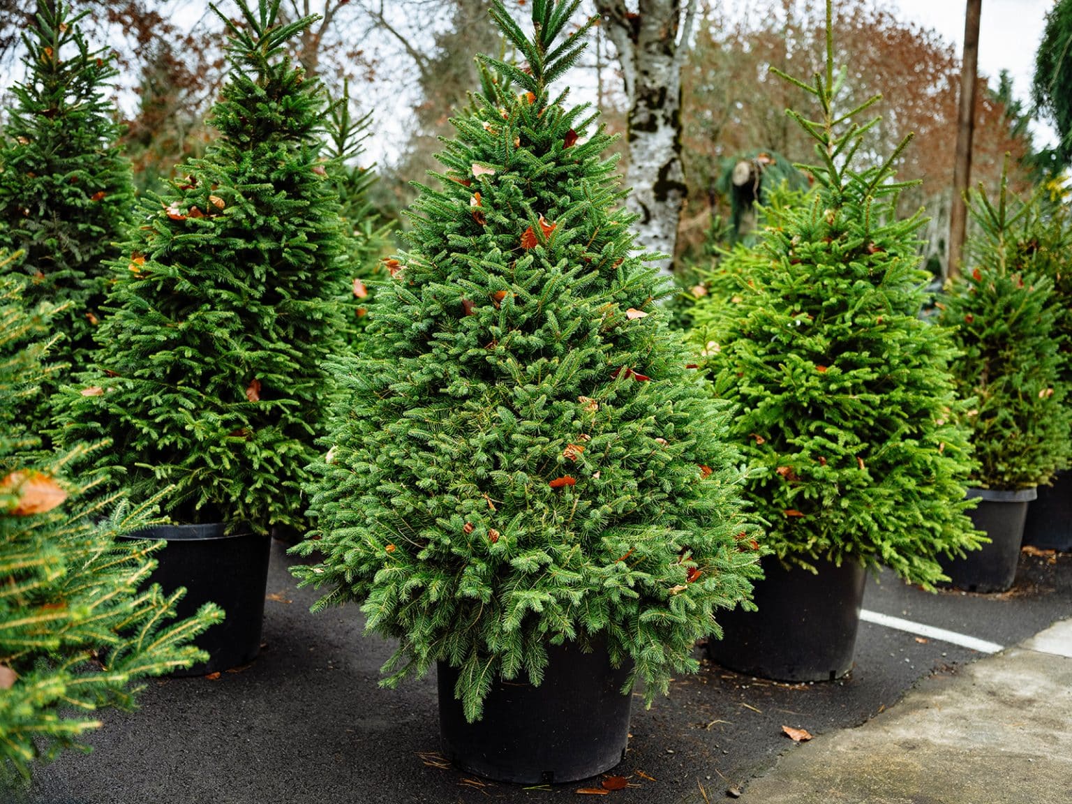 Your Guide to Live Potted Christmas Trees—From Indoor Display to