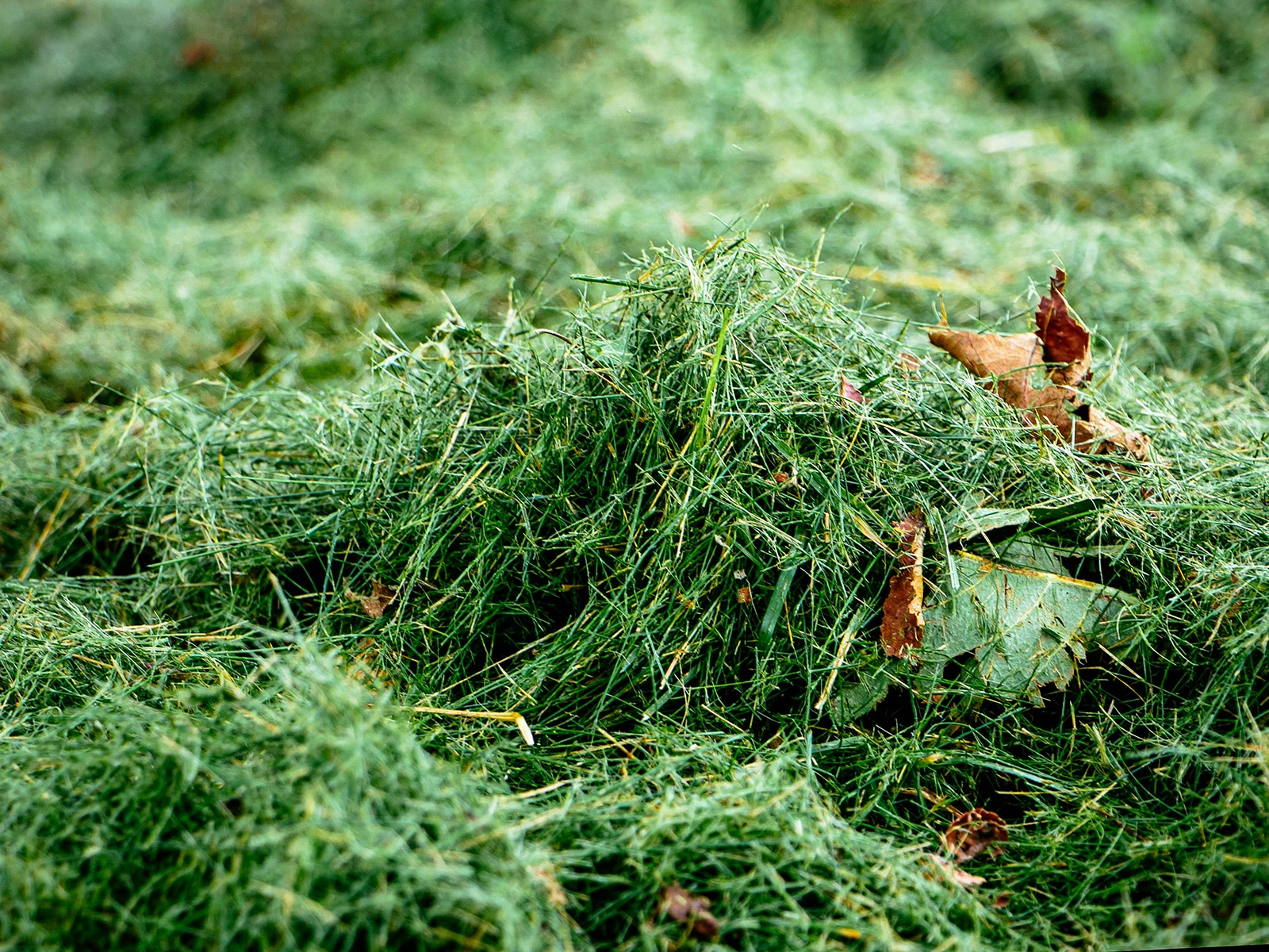 A pile of freshly cut grass clippings on a lawn