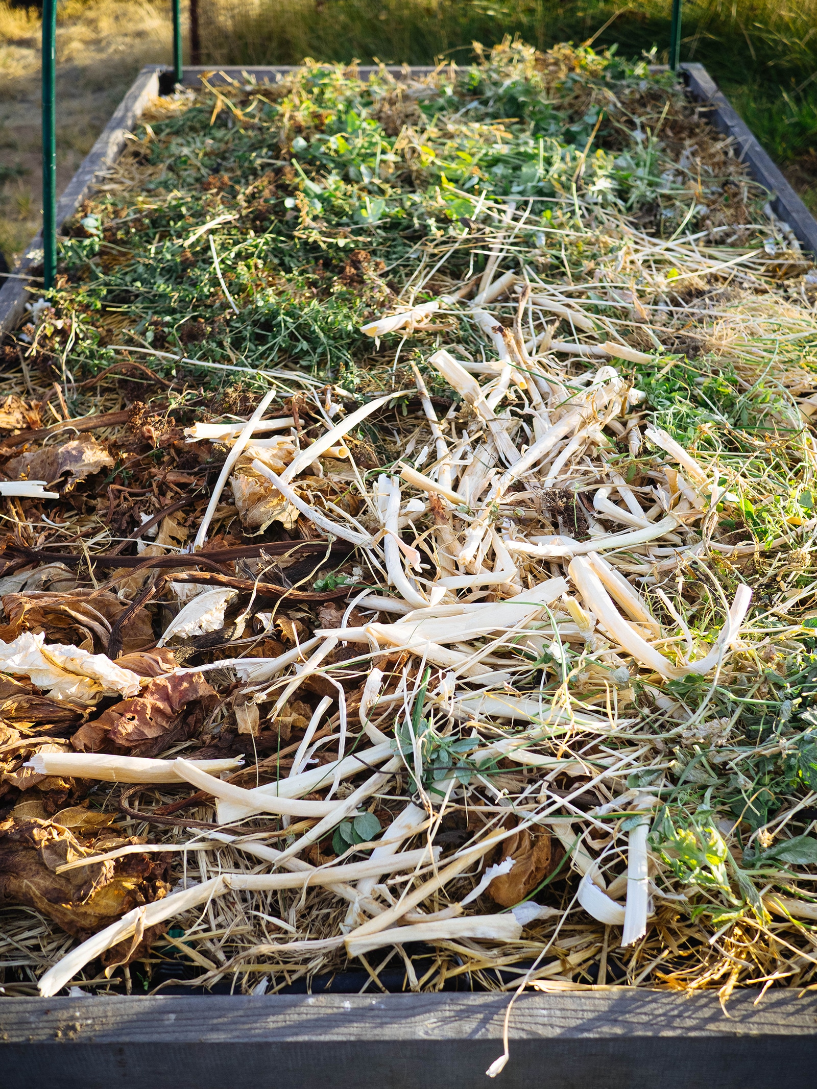 A raised bed mulched with various types of yard waste including pruned stems and dried-up plants
