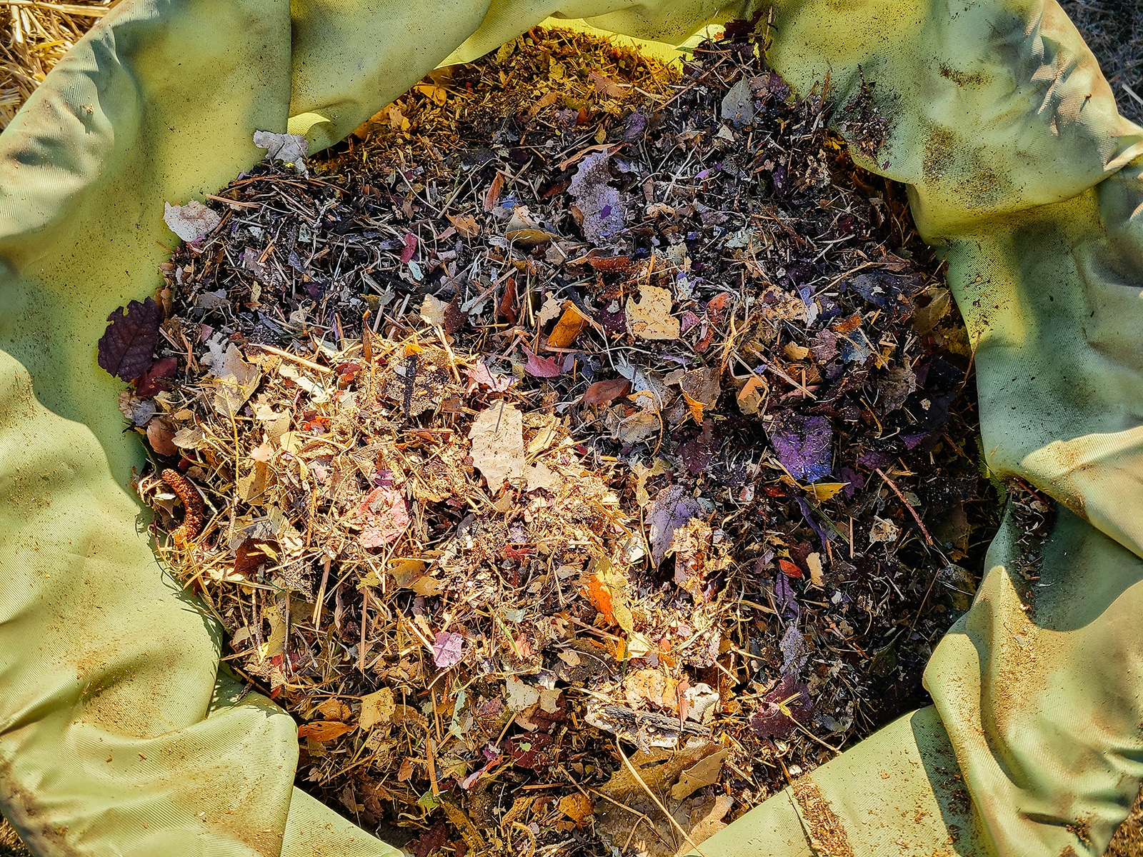 Shredded leaves piled into a green canvas leaf bin