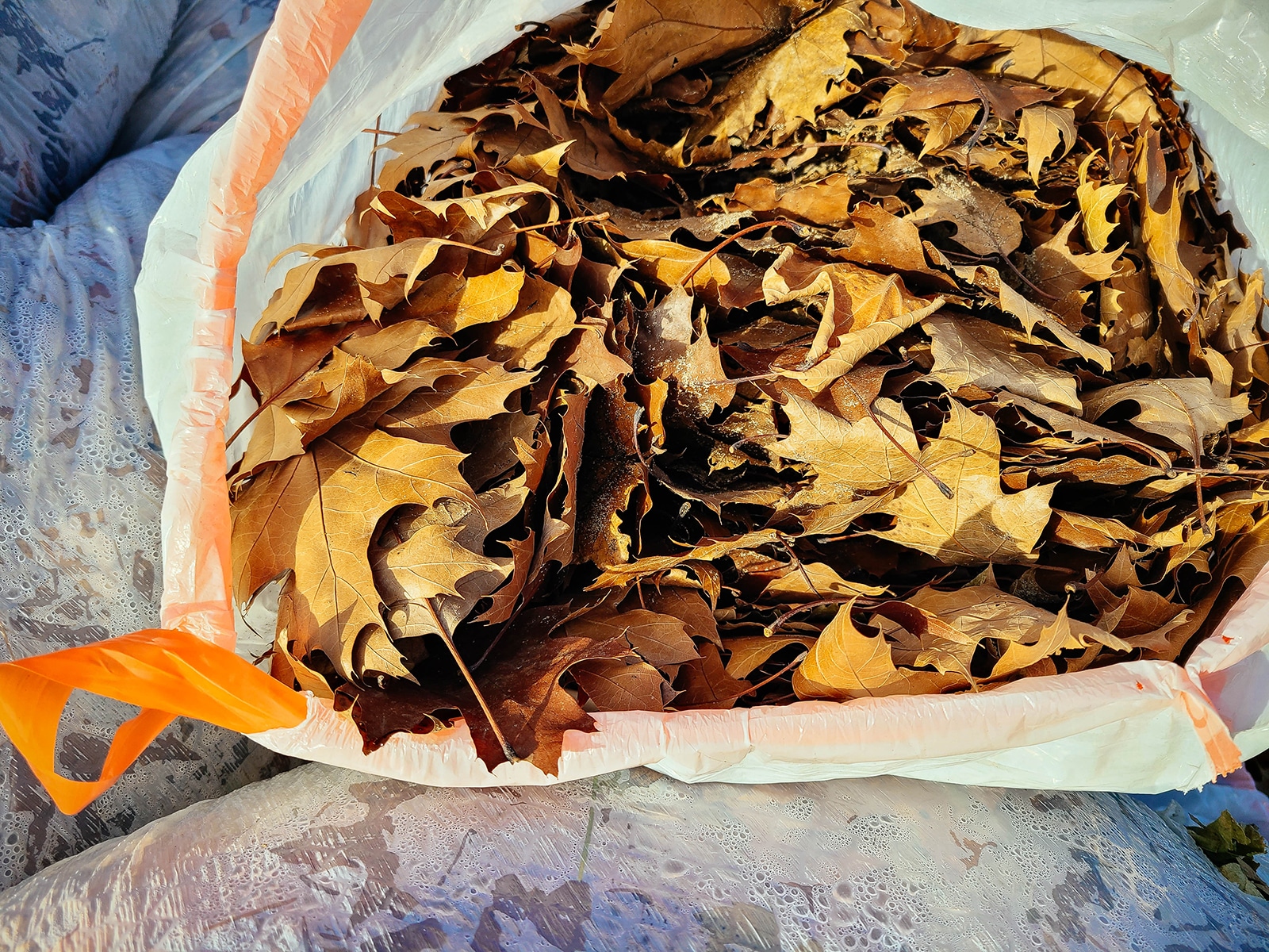 Dried fallen leaves in a white drawstring trash bag piled on top of other white bags
