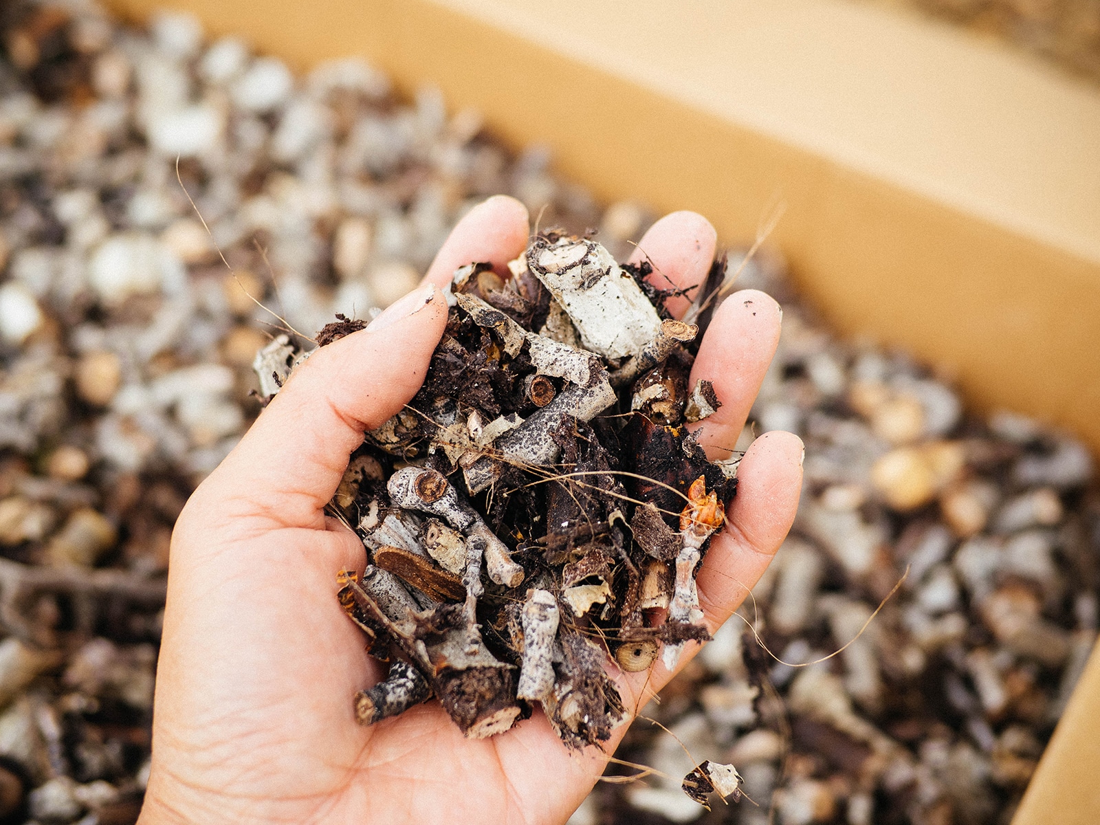 Woman's hand holding a palmful of chipped aspen wood