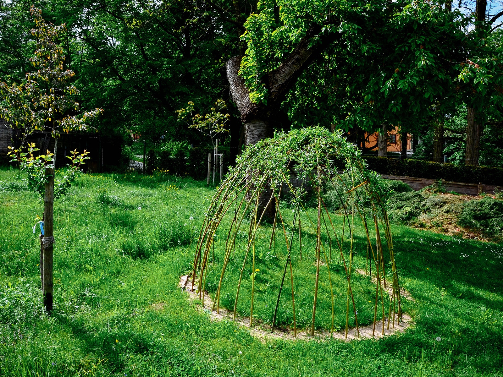 A dome-shaped trellis or play structure made from willow branches with small vines climbing up