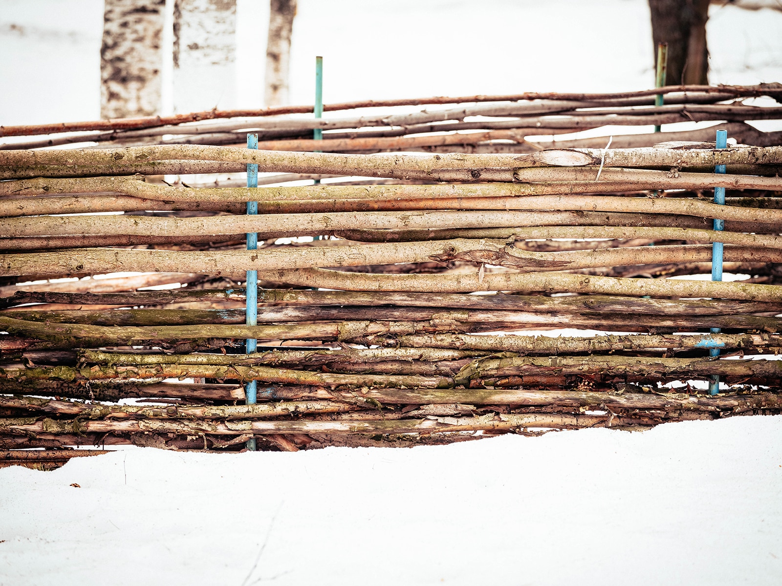 Aspen branches woven into a fence between blue upright supports