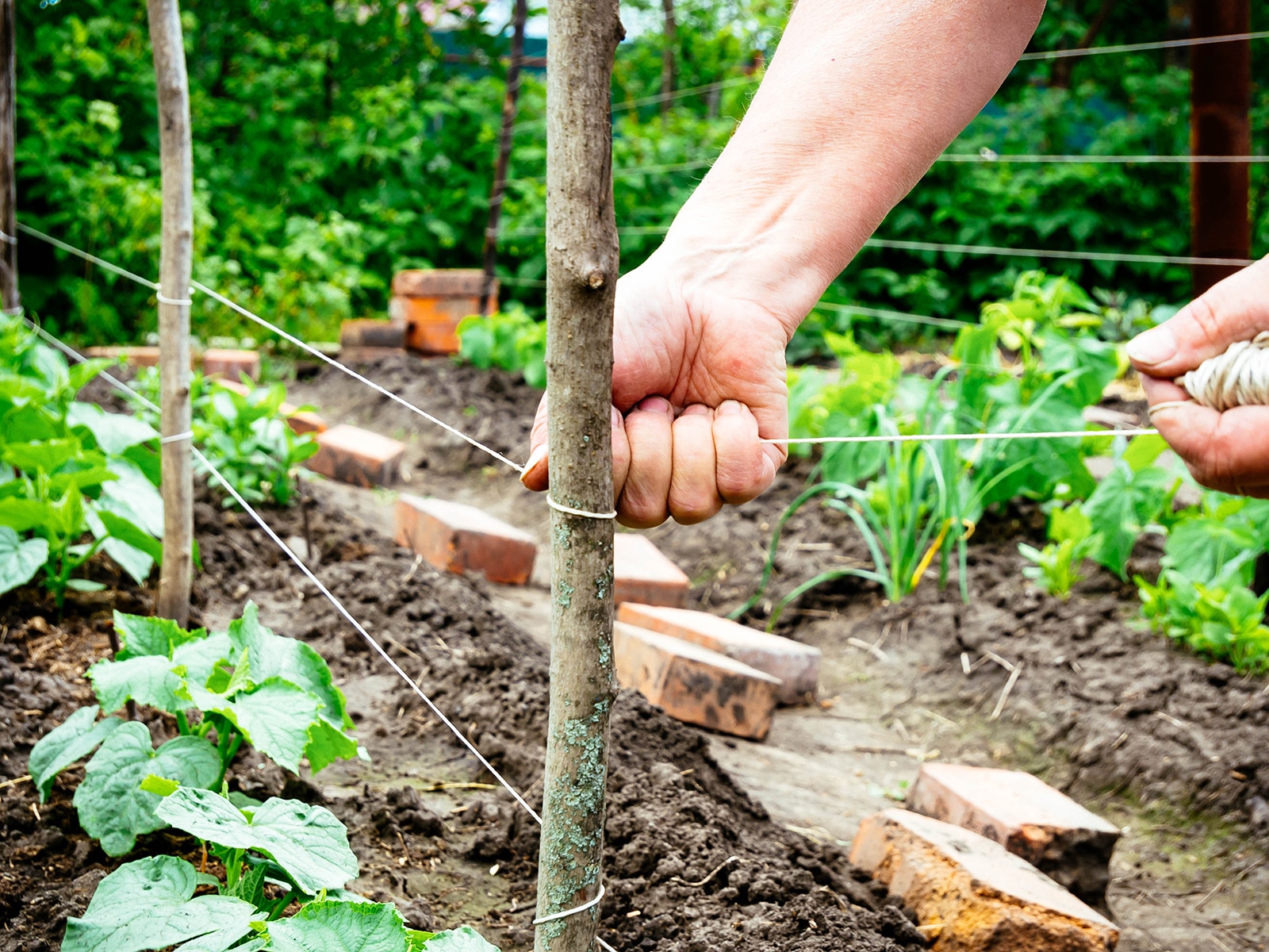 Man's hands tying white string onto a large stick pounded into the ground to support a string trellis