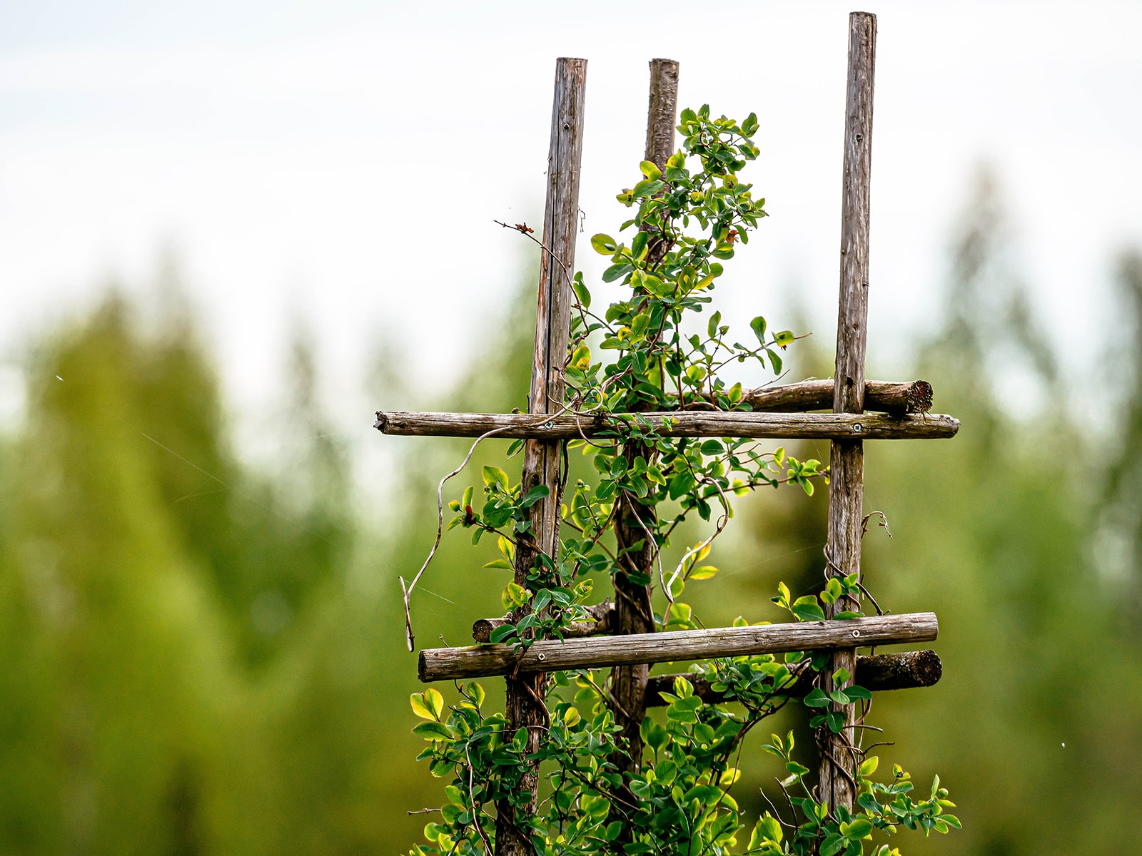 Small green vines climbing up a simple trellis made from repurposed wooden sticks