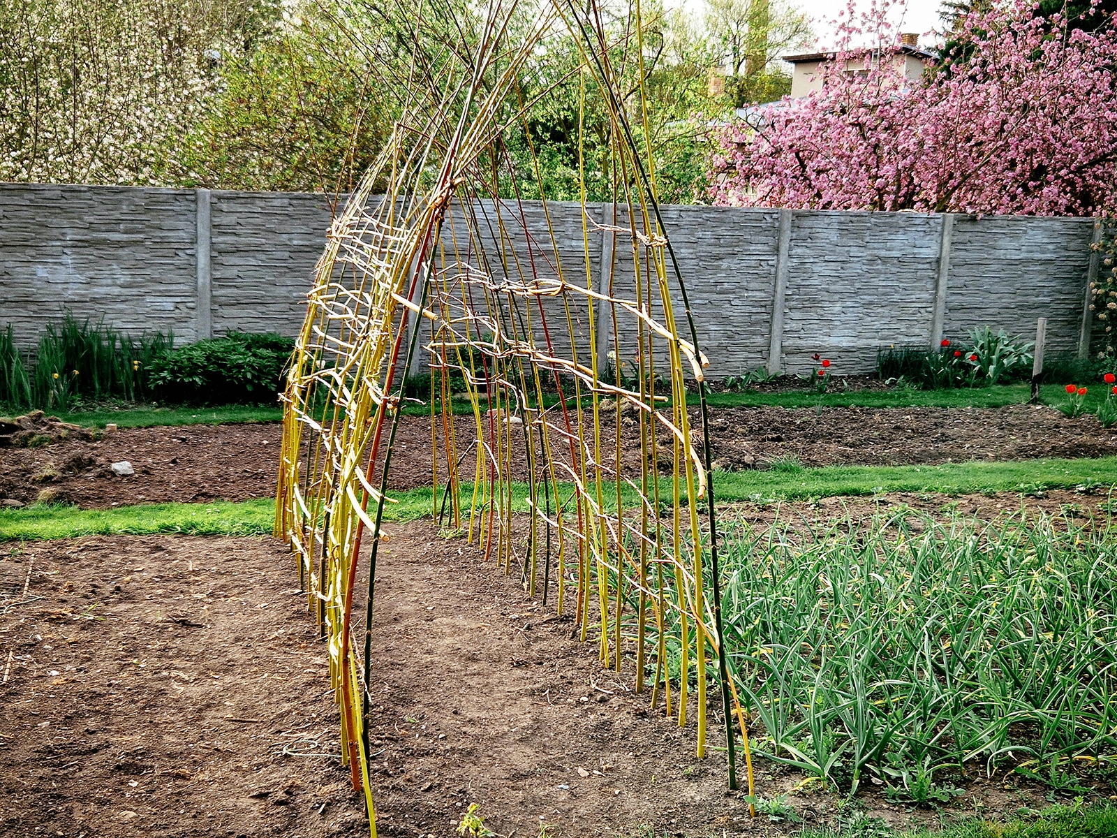 Rustic arch trellis in a garden made from woven willow branches tied together