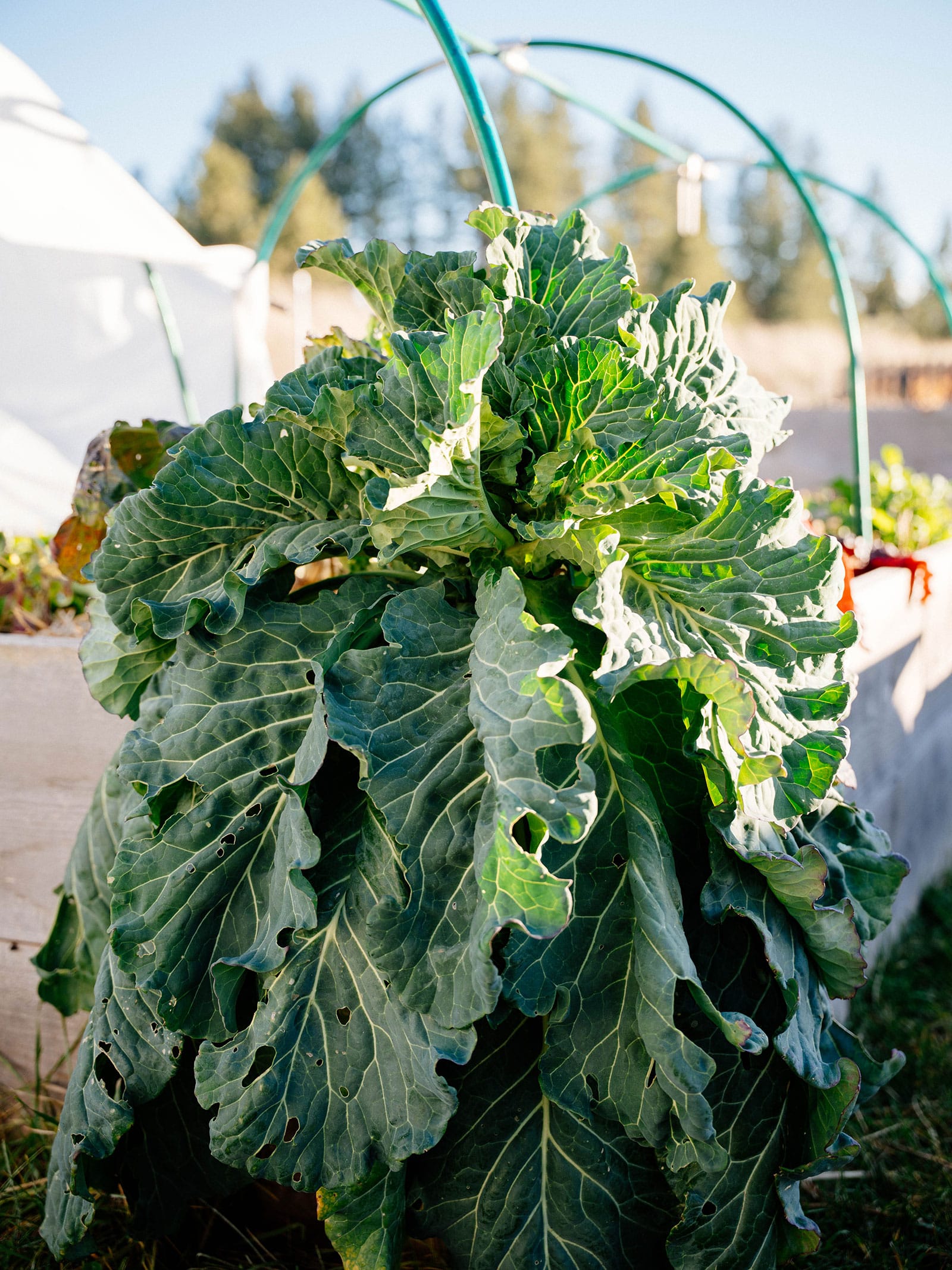 Mature collard plant growing unprotected in a raised bed garden in winter