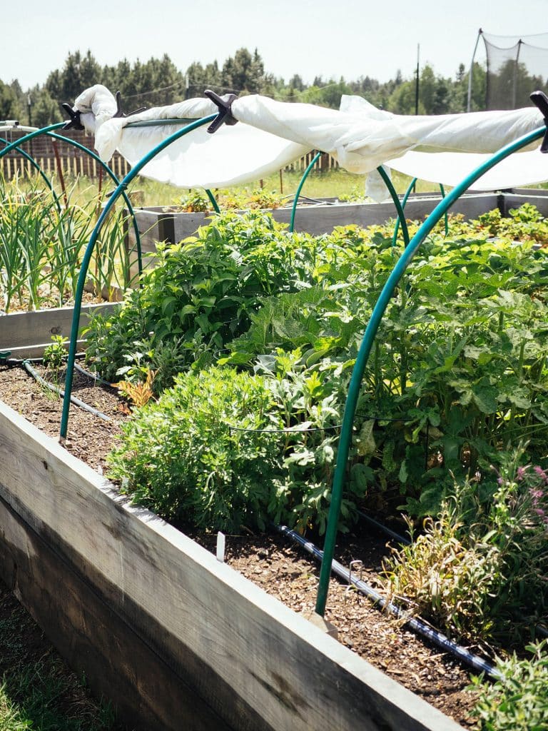 Frost blanket clipped to the top of a green metal low tunnel over a raised bed