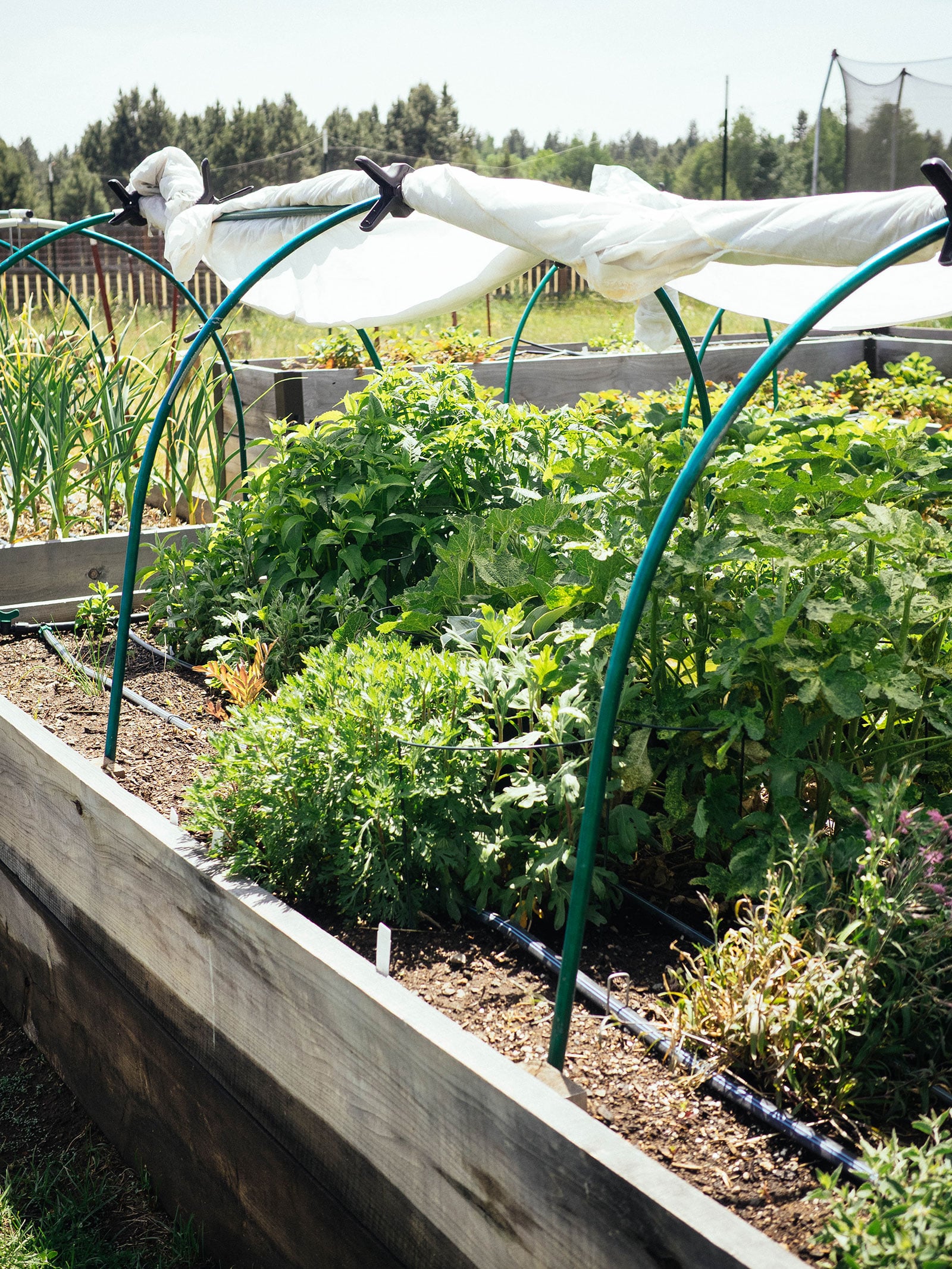 Frost blanket clipped to the top of a green metal low tunnel over a raised bed