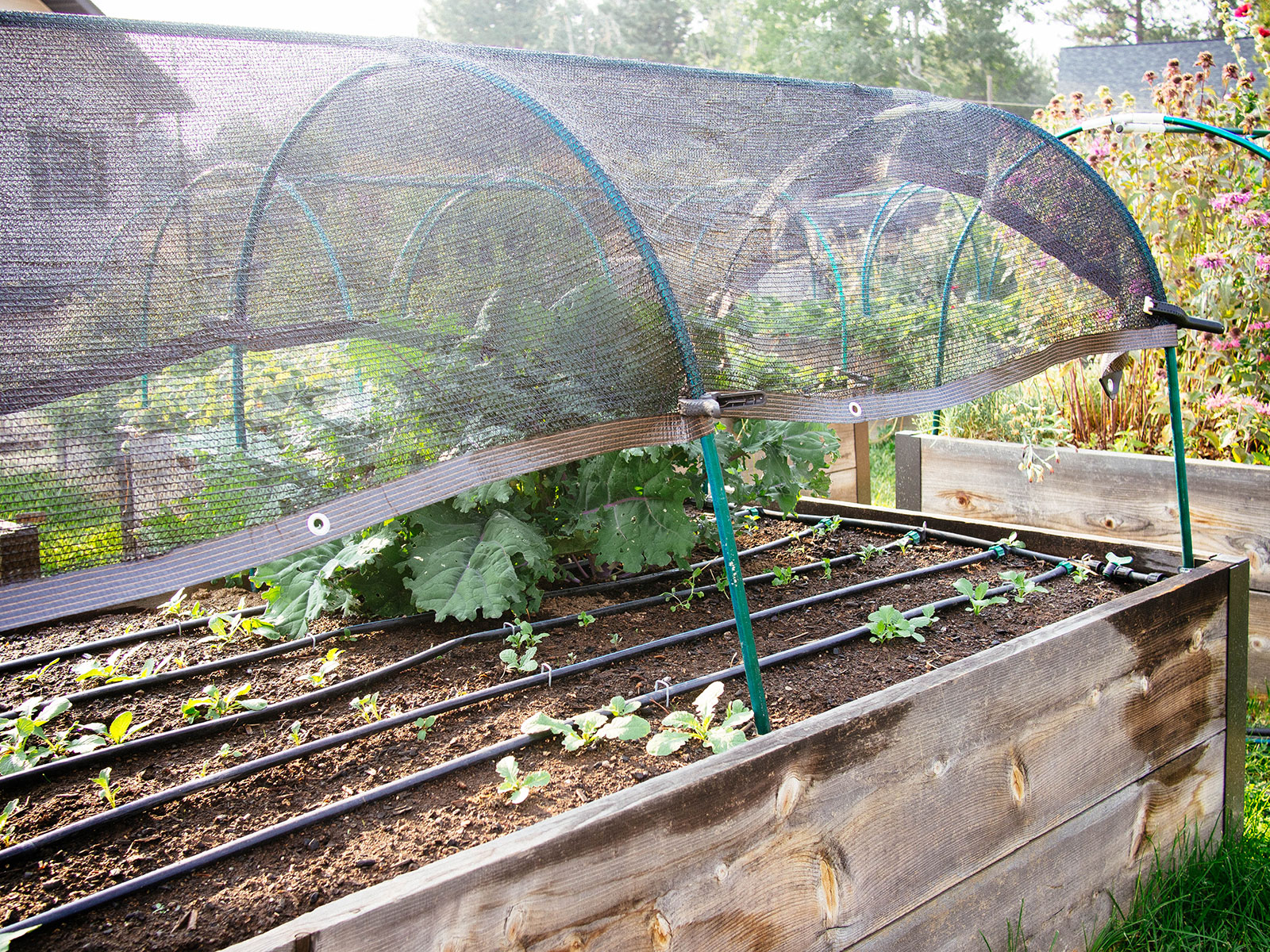 How to Transition Your Cold Frame Setup for the Upcoming Summer