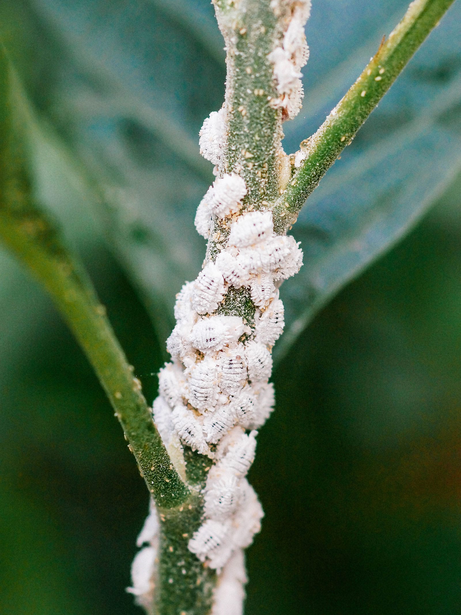 Close-up of a cluster of mealybugs on a plant stem