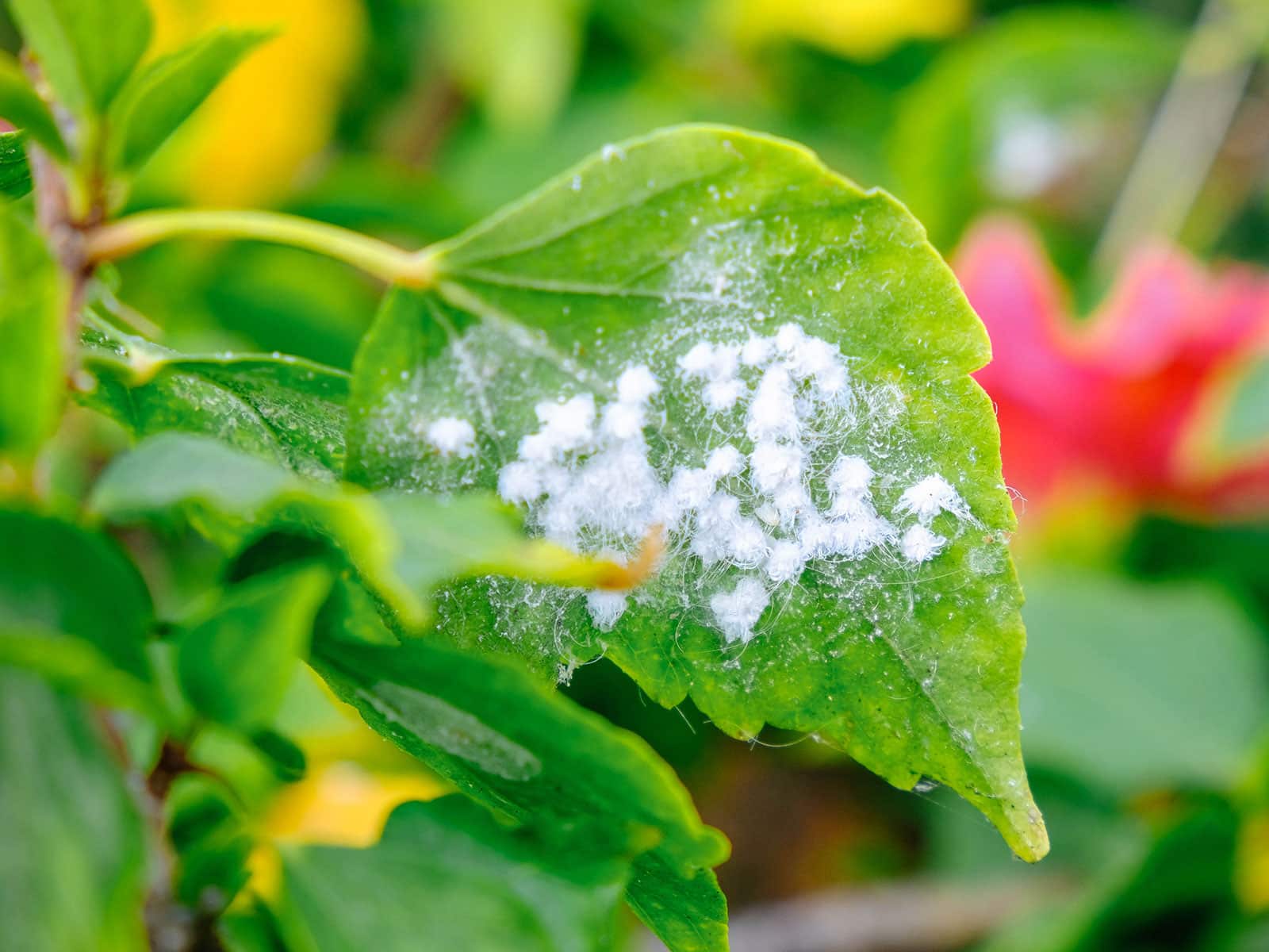 Woolly aphids on the underside of a green leaf