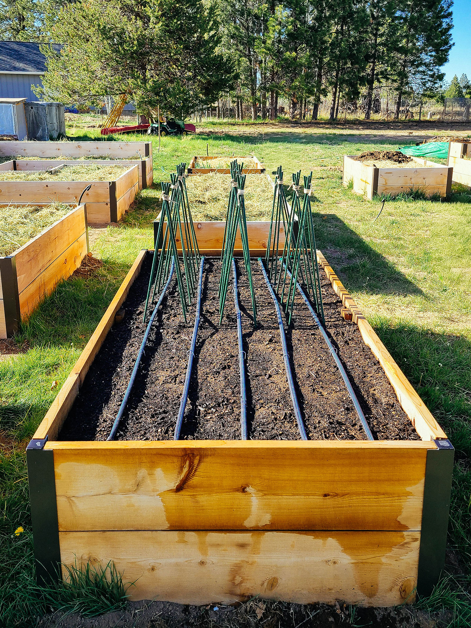 Large grassy garden with a tall wooden raised bed containing rows of drip tape and a cluster of small green teepee trellises