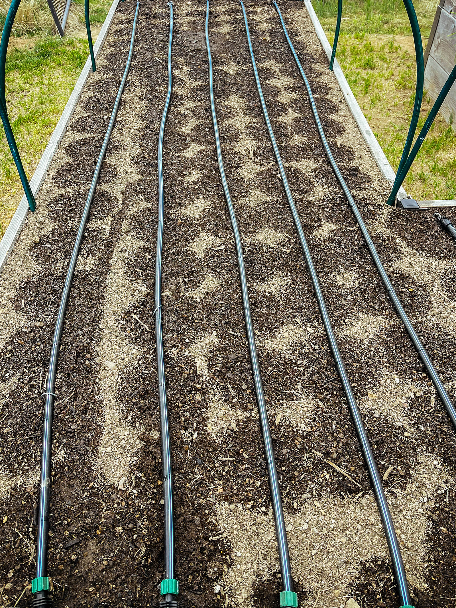 Long rows of drip tape on a raised bed with wet soil around the transmitters