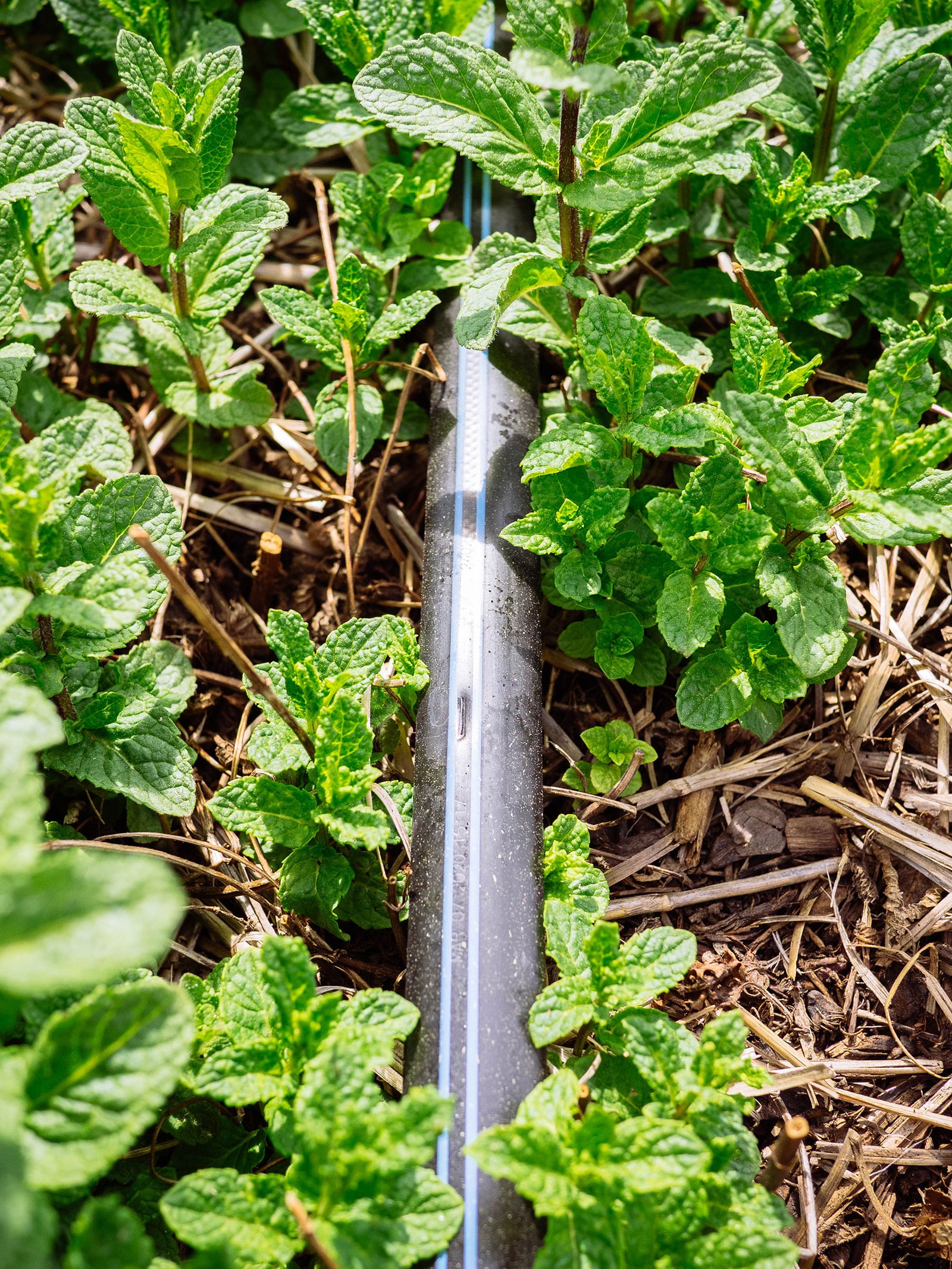 Close-up of drip film on a bed of mint