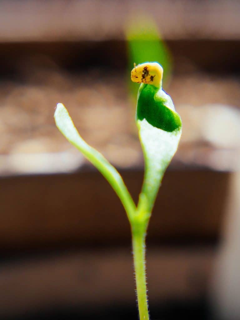 Close-up of pepper seedling with the seed coat attached to a cotyledon