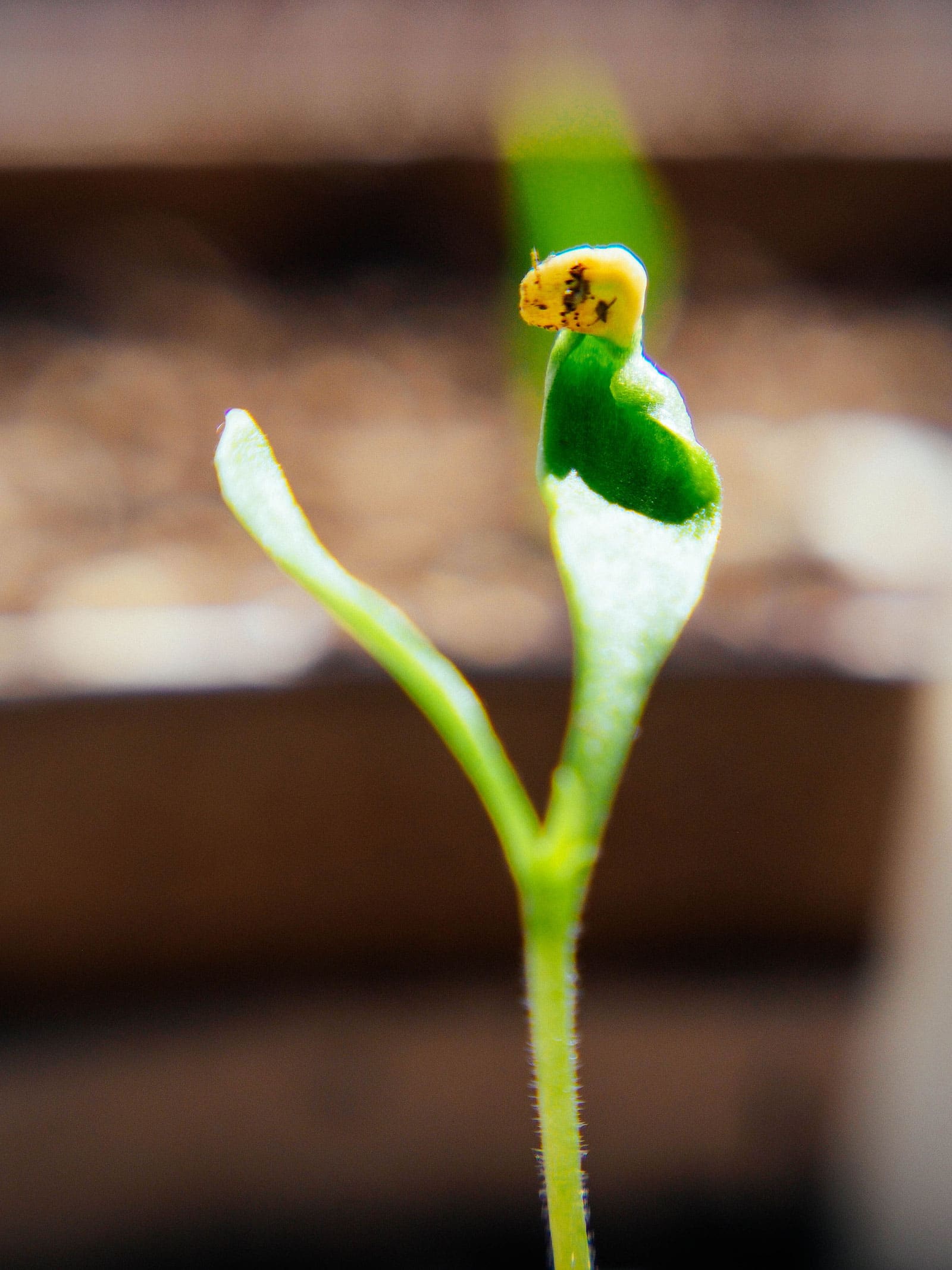 Close-up of pepper seedling with the seed coat attached to a cotyledon