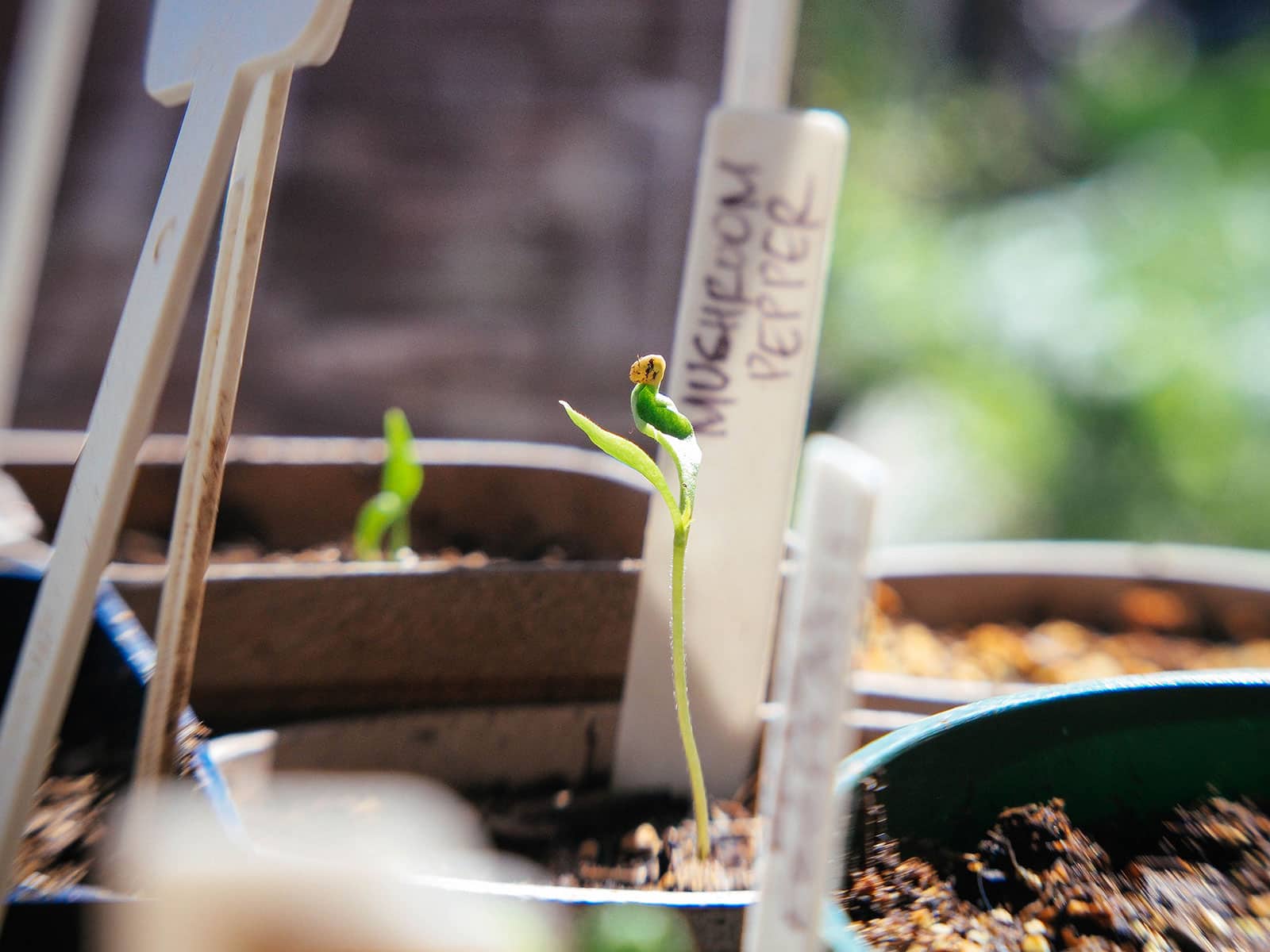 Newly sprouted pepper seedling in a small pot with sunlight hitting the cotyledons