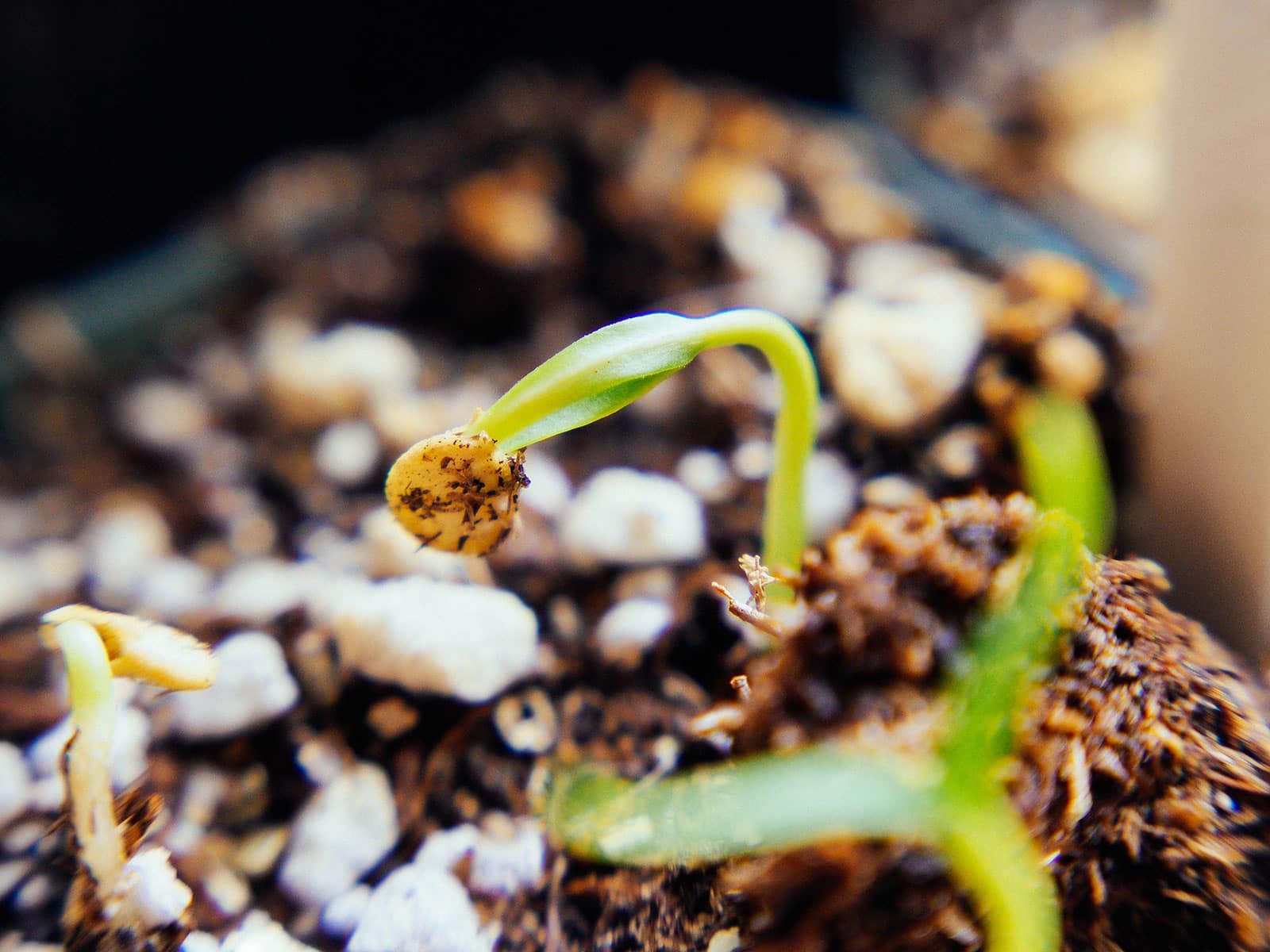 Pepper seeds germinating in the original seed mix