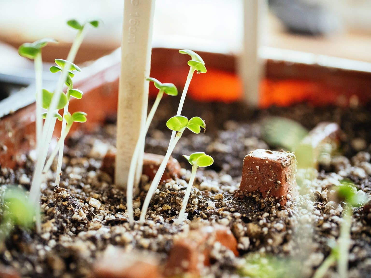 A Simple Guide to LED Grow Lights for Seed Starting - Garden Betty