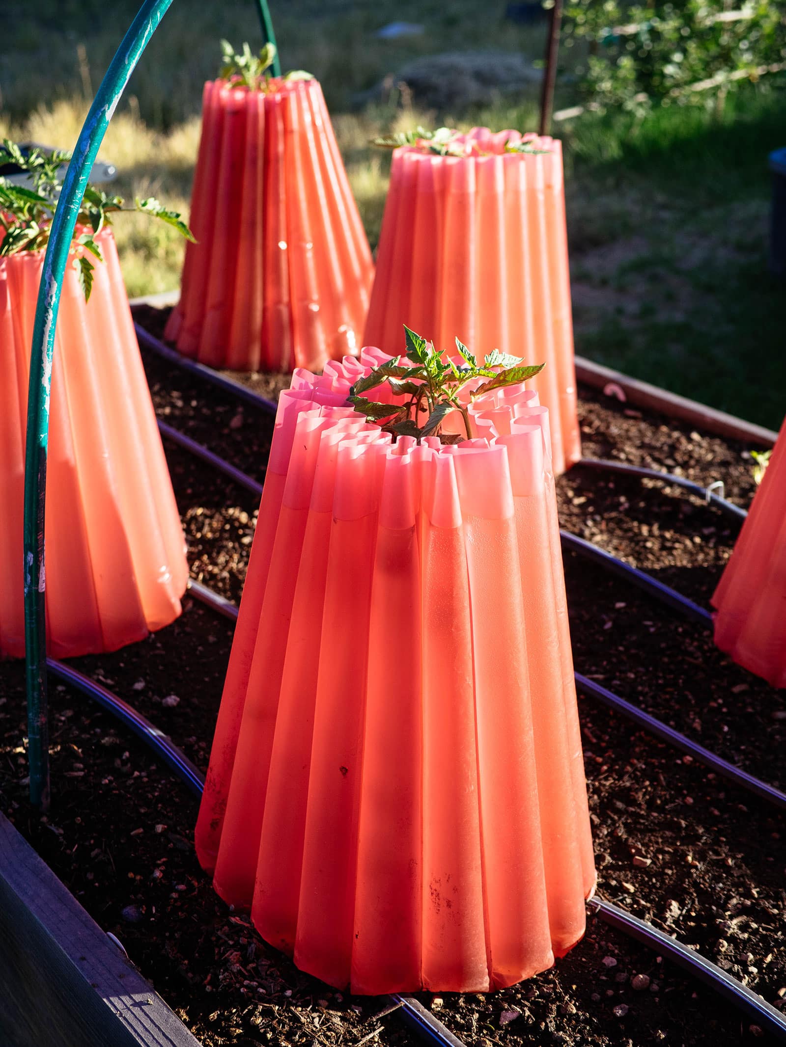 Tomato plants in a raised bed protected from frost with red tomato teepees