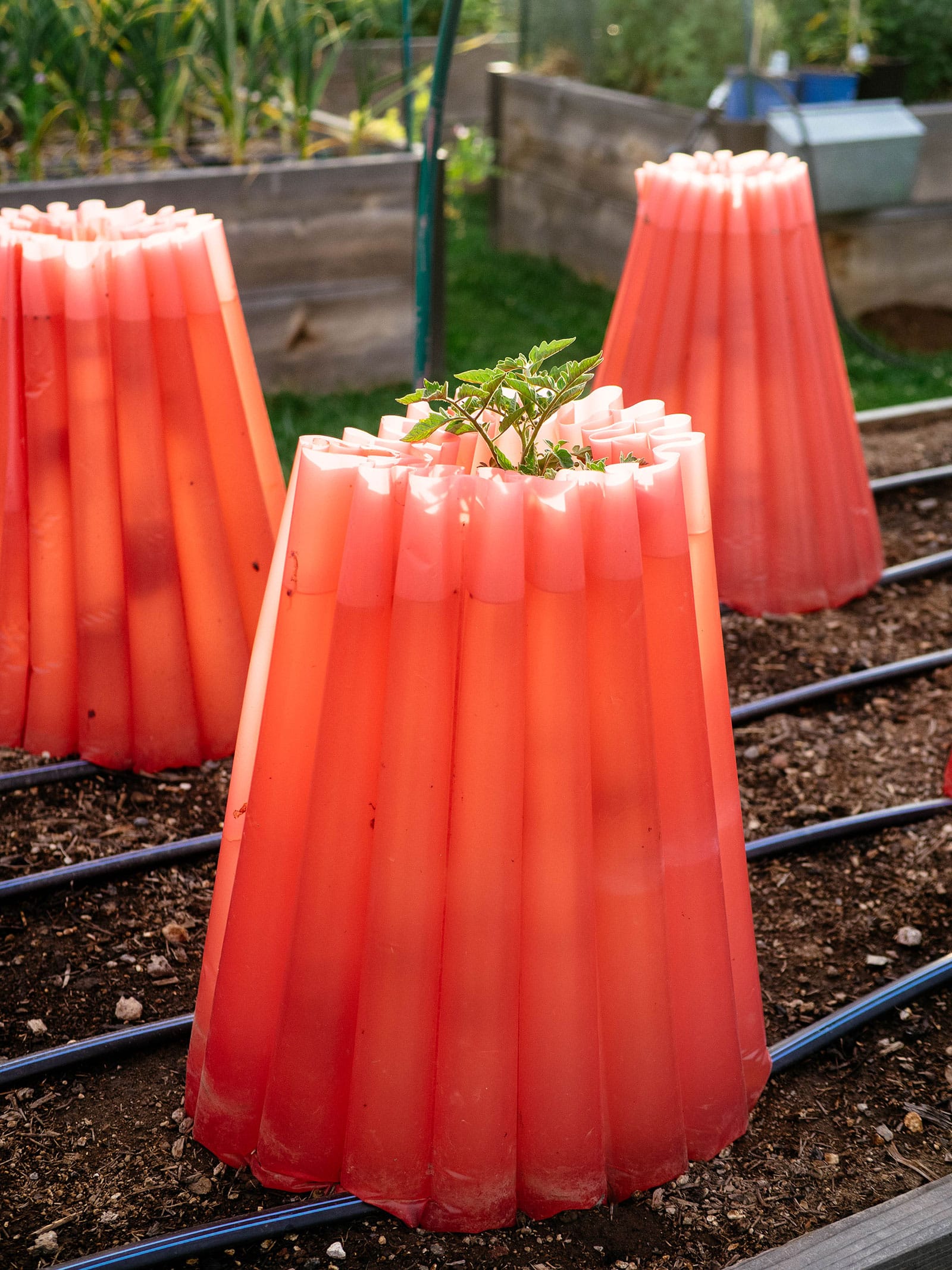 Tomato plants in garden protected from frost with red plastic cookies filled with water