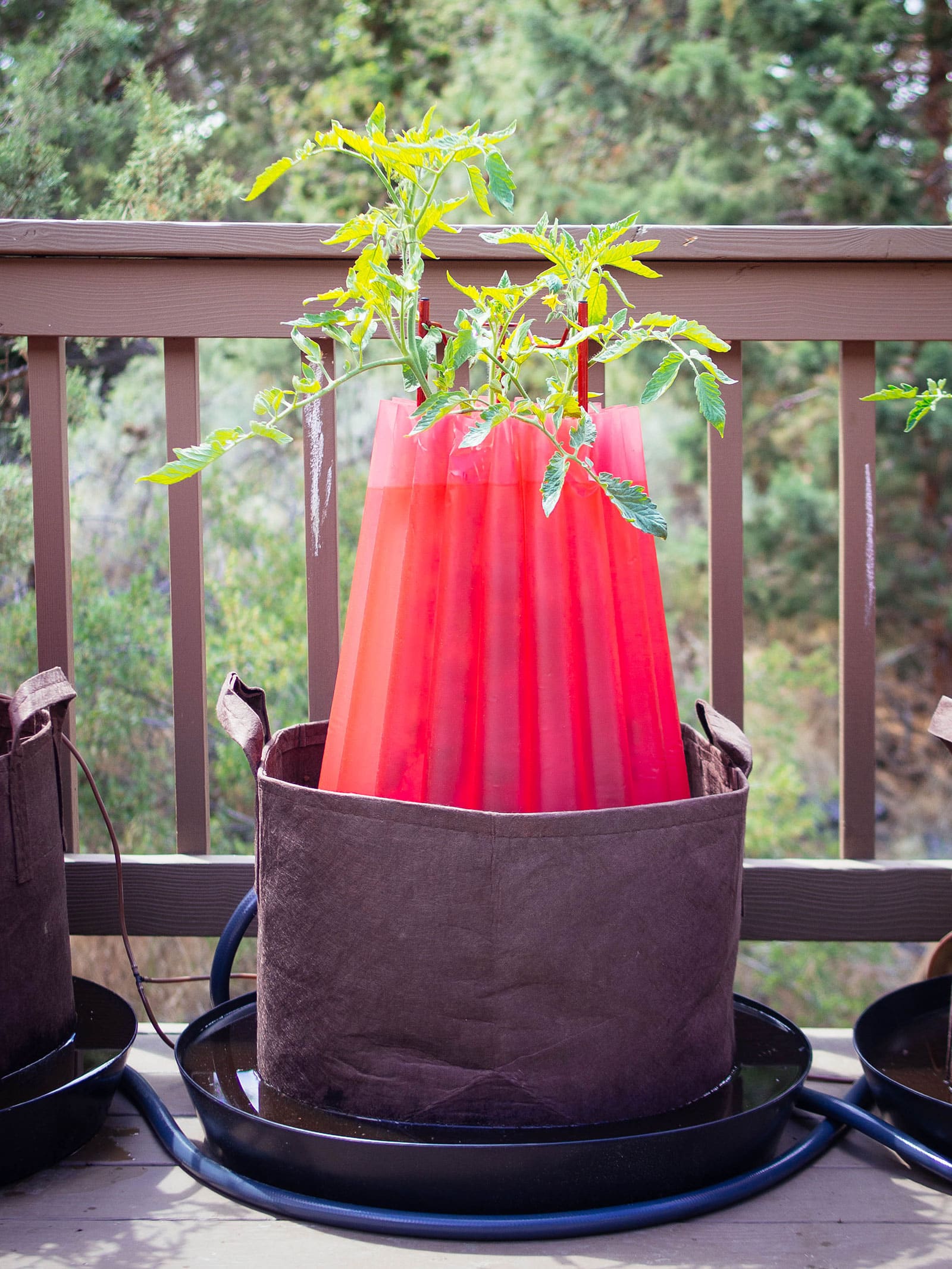 Tomato plant growing in brown fabric pot with red water t-shirt for frost protection