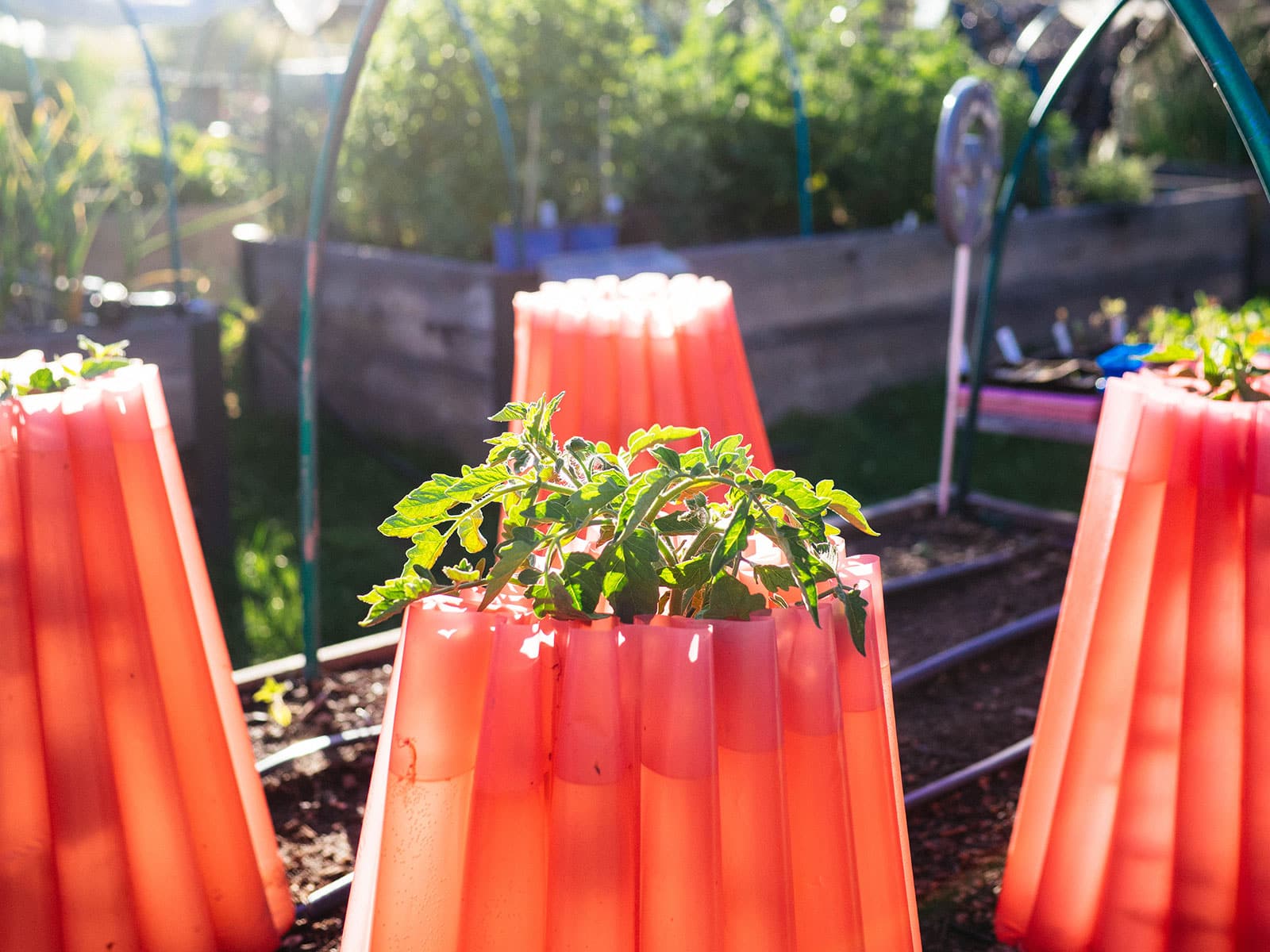 Tomato plant growing on top of a red plant protection plant filled with water