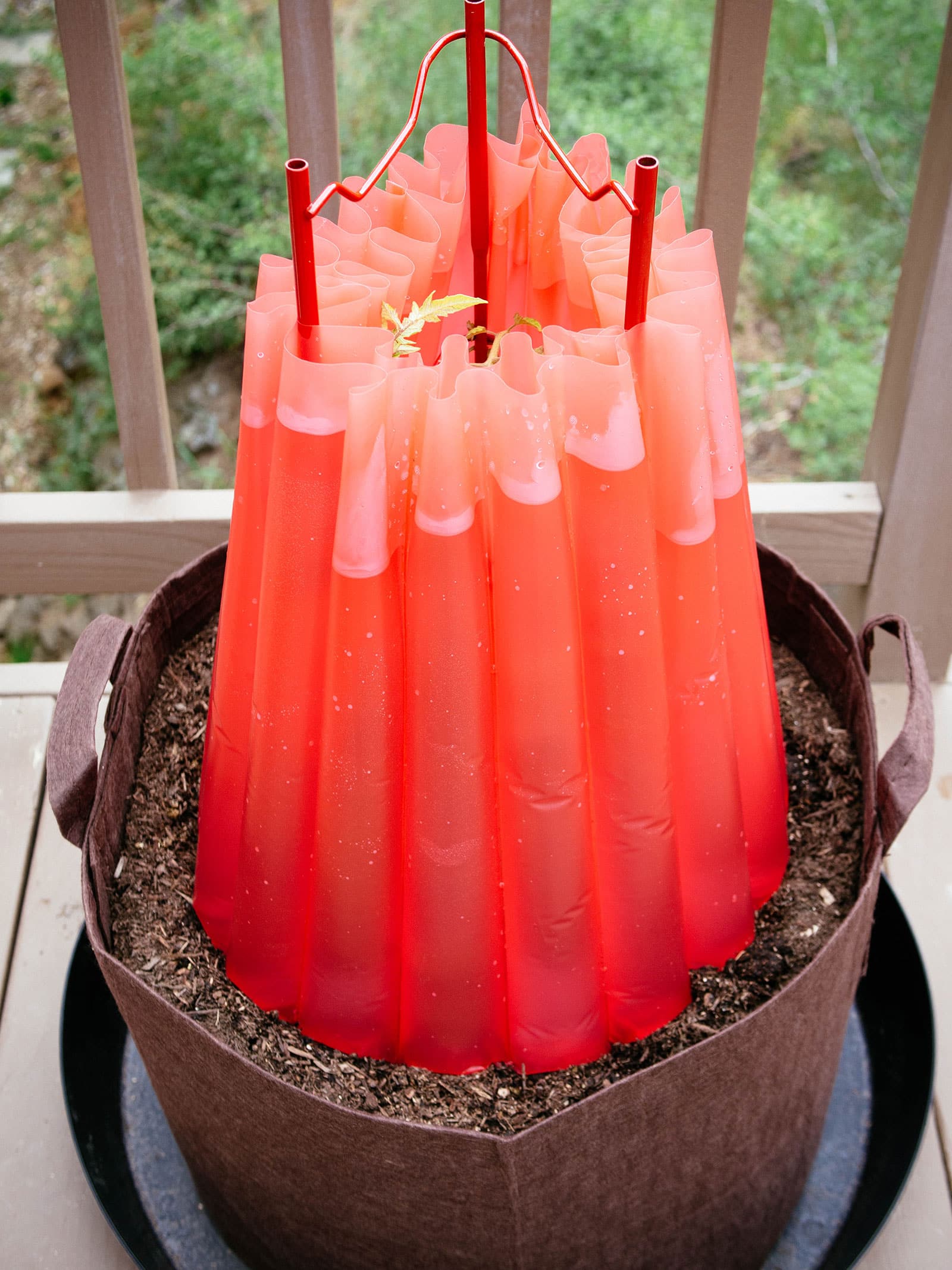 Young tomato plant growing in a brown fabric pot and covered with a watering can to protect it from frost