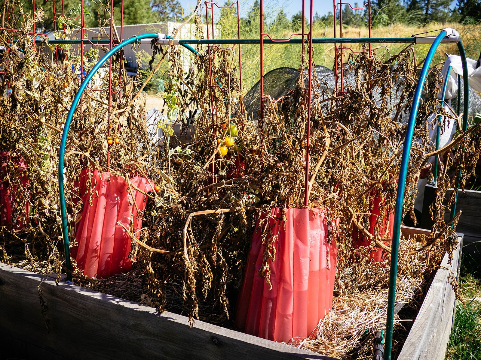 Dead-end tomato plants at the end of the season are surrounded by red walls o Water