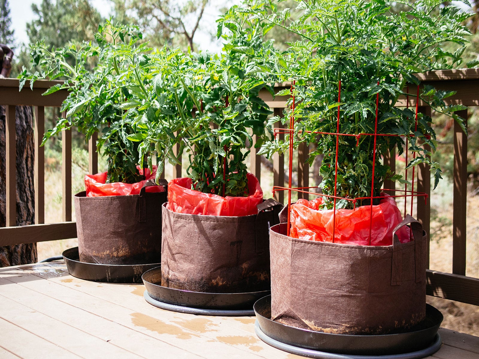 Three large potted tomato plants with red cherry tomatoes folded around the base