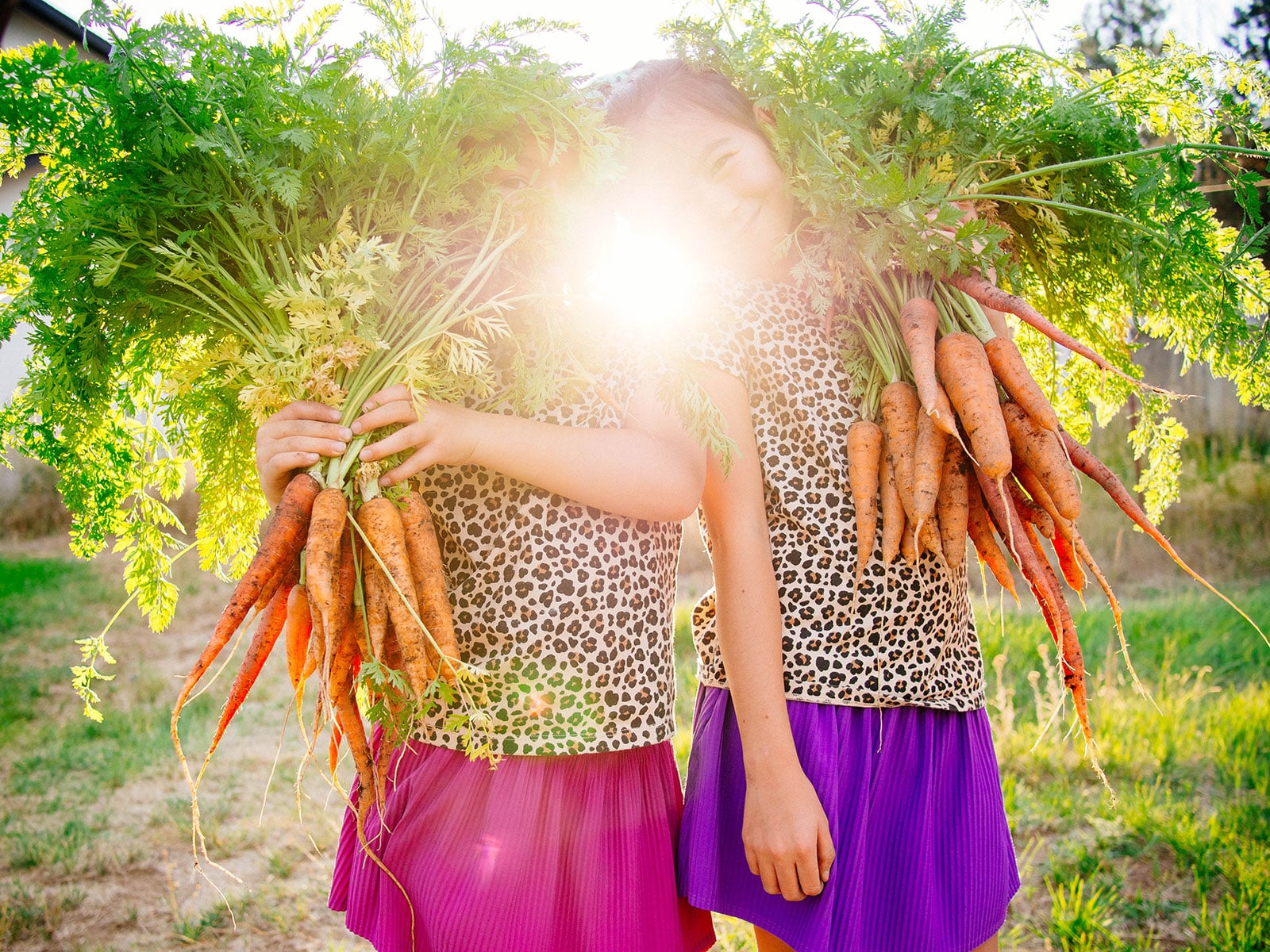 Two female children in a garden standing side by side in matching leopard-print shirts, holding large bunches of freshly harvested carrots