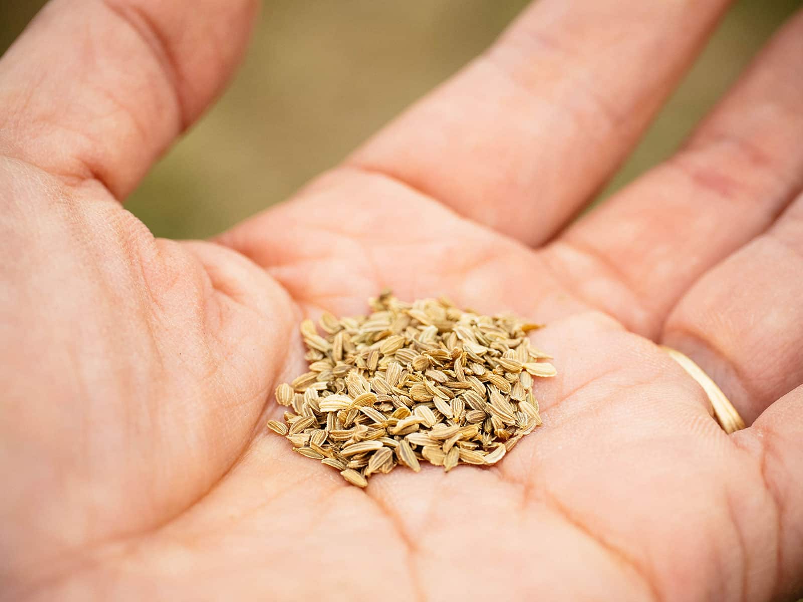 Carrot seeds in a woman's outstretched palm