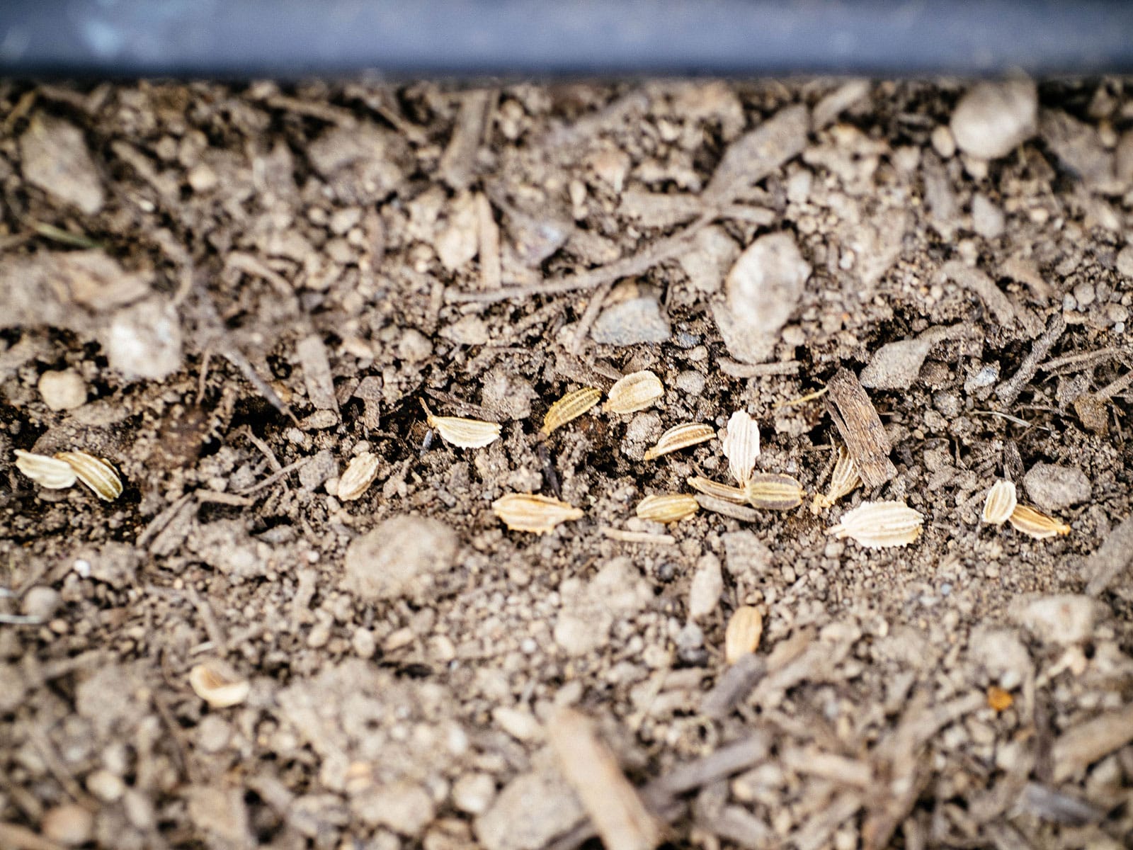 Close-up of carrot seeds planted in a shallow soil trench