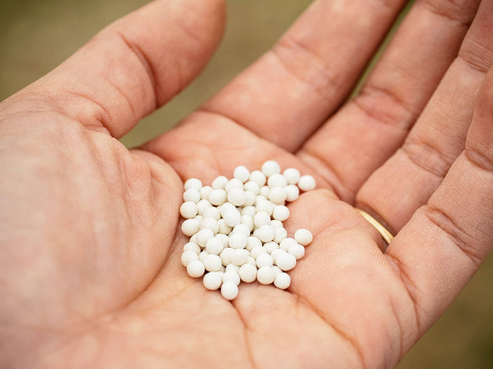 Pelleted carrot seeds in a woman's outstretched palm