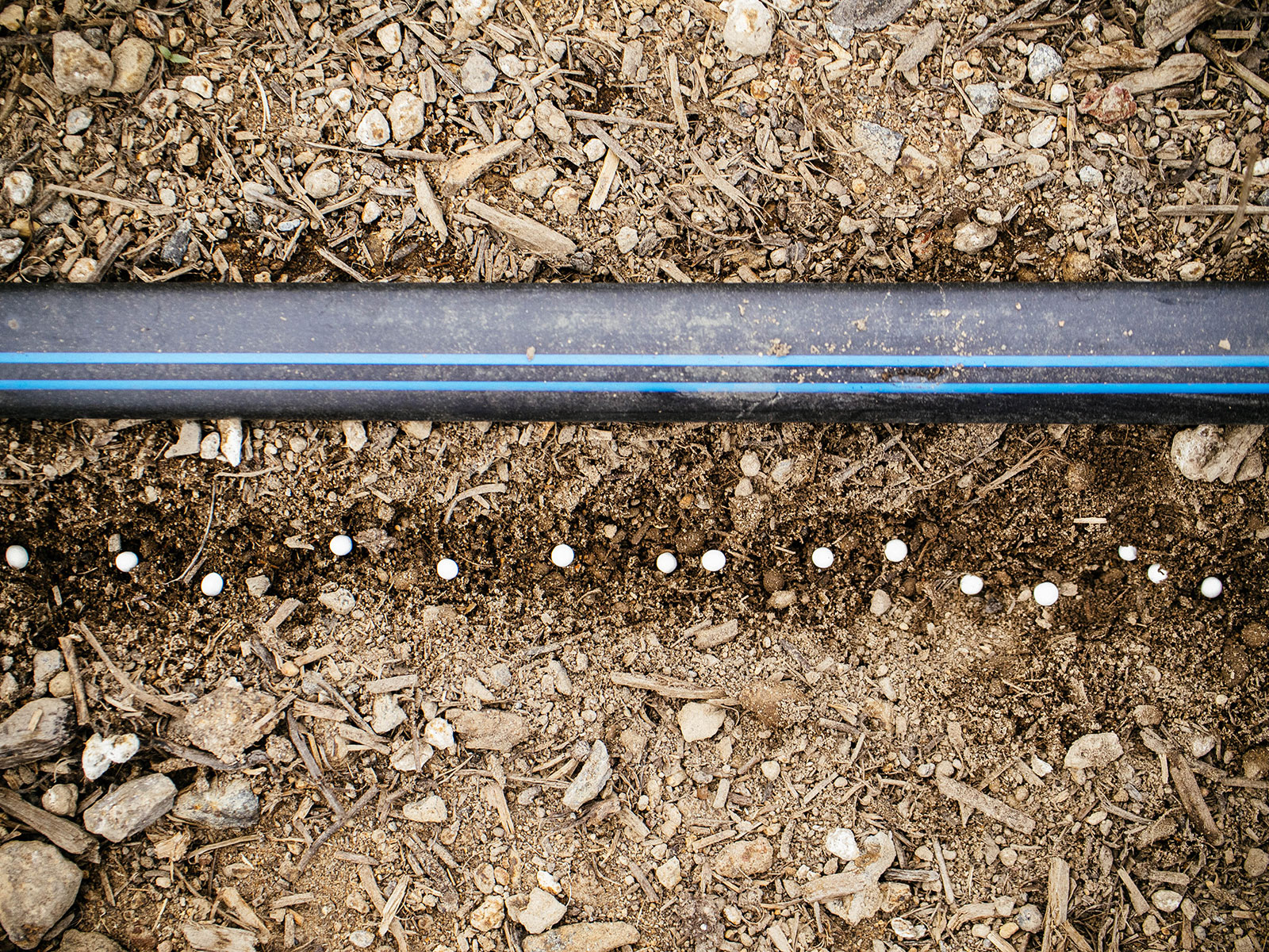 Pelleted carrot seeds dropped into a narrow soil trench along a drip irrigation line