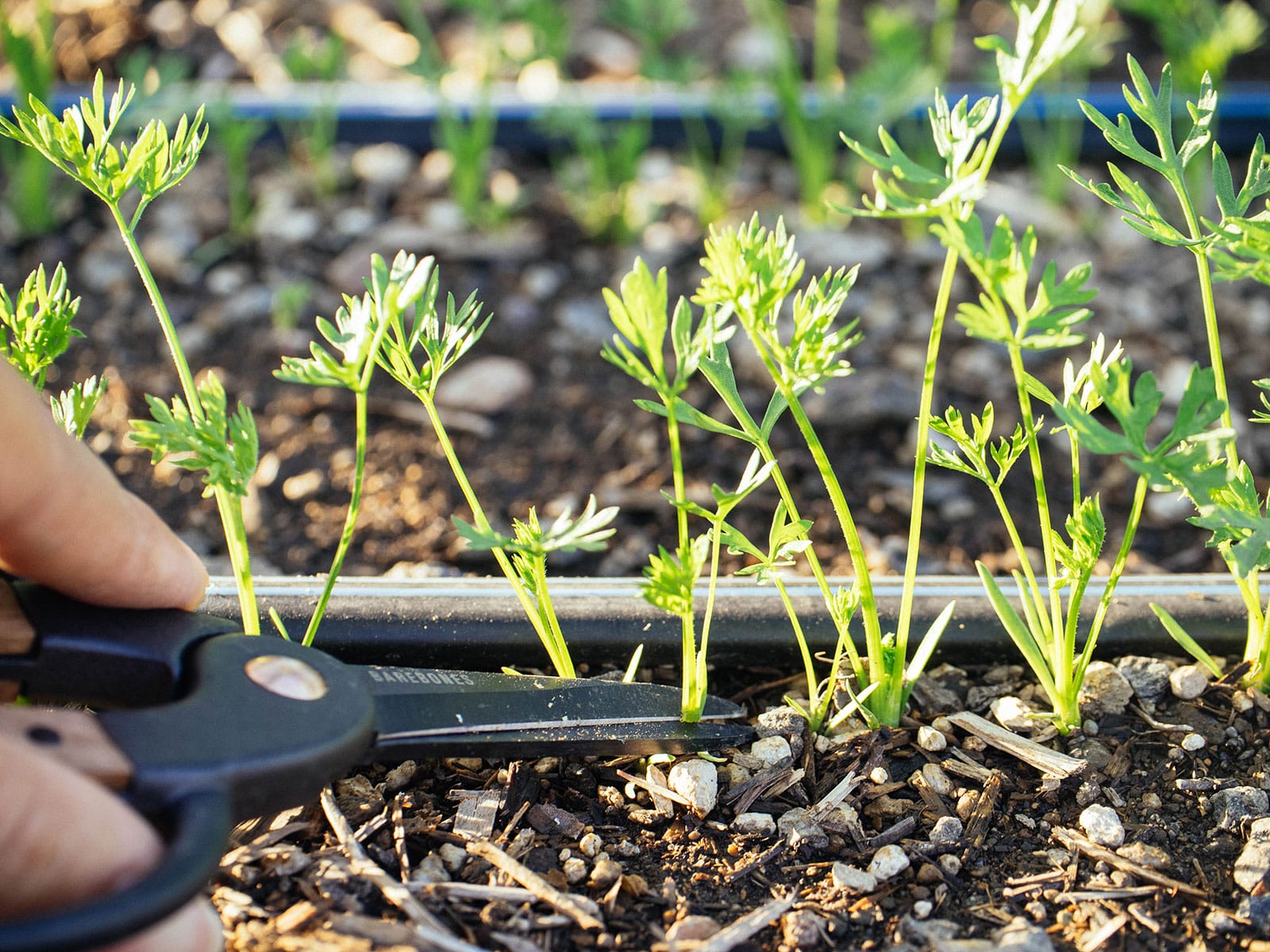Woman's hand thinning crowded carrot seedlings in a garden bed