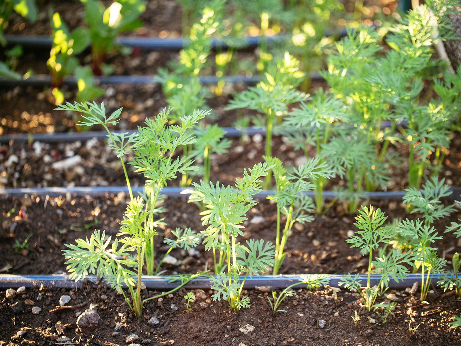 Carrot seedlings growing along drip irrigation lines in a garden bed