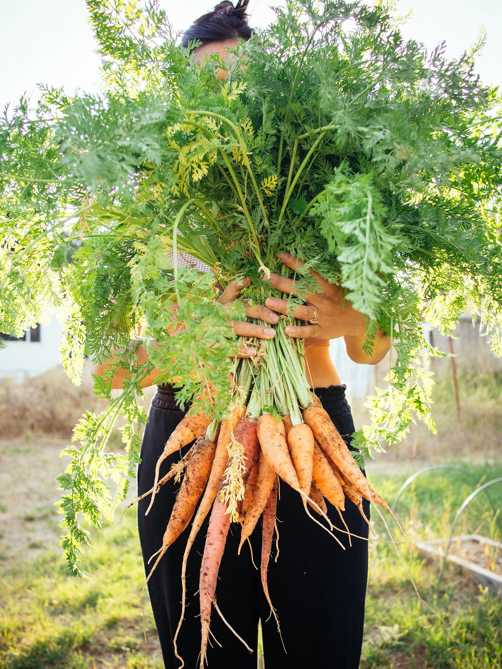 Woman in a garden holding a large bunch of freshly harvested carrots in front of her body