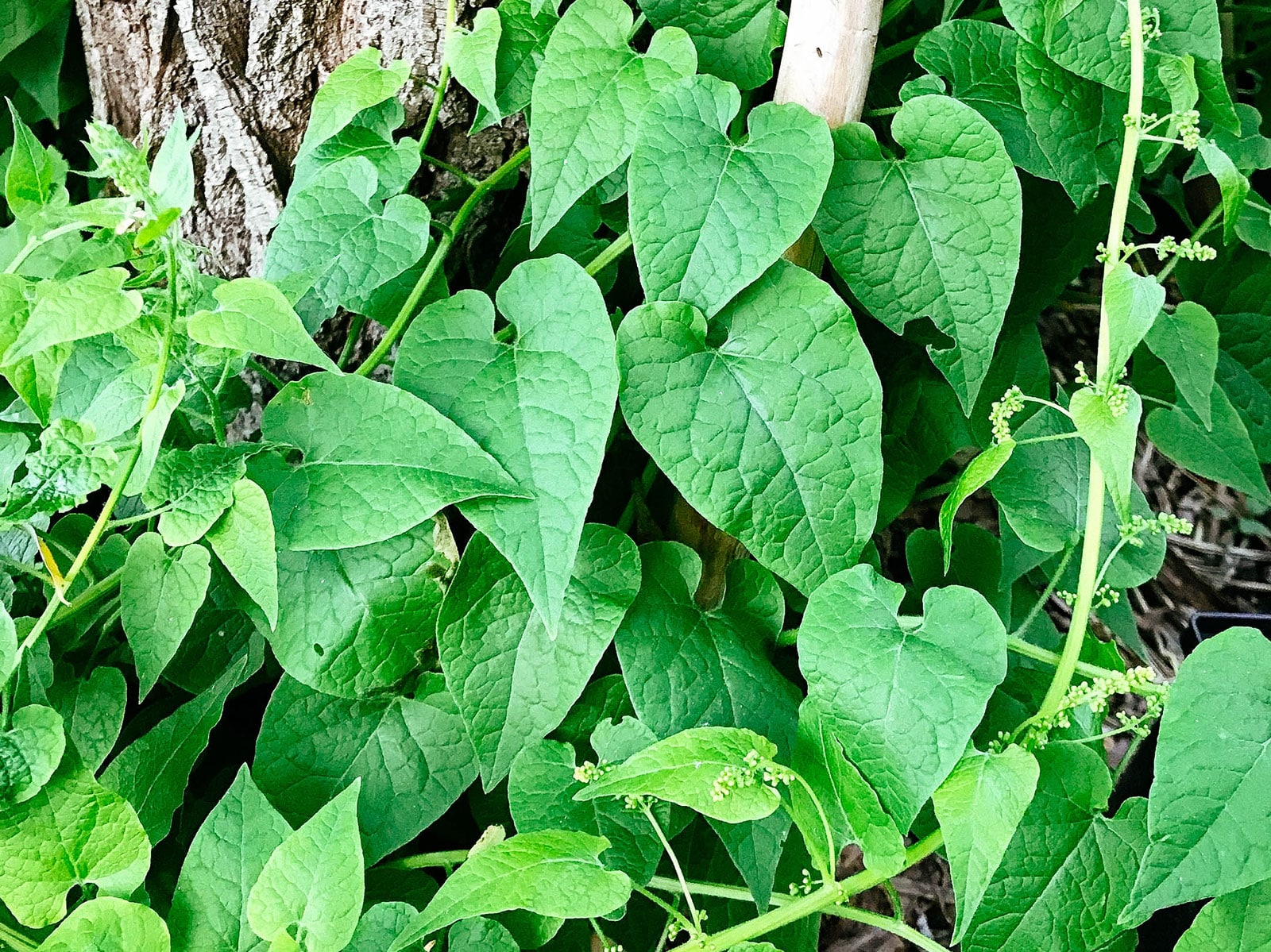 Caucasian mountain spinach
