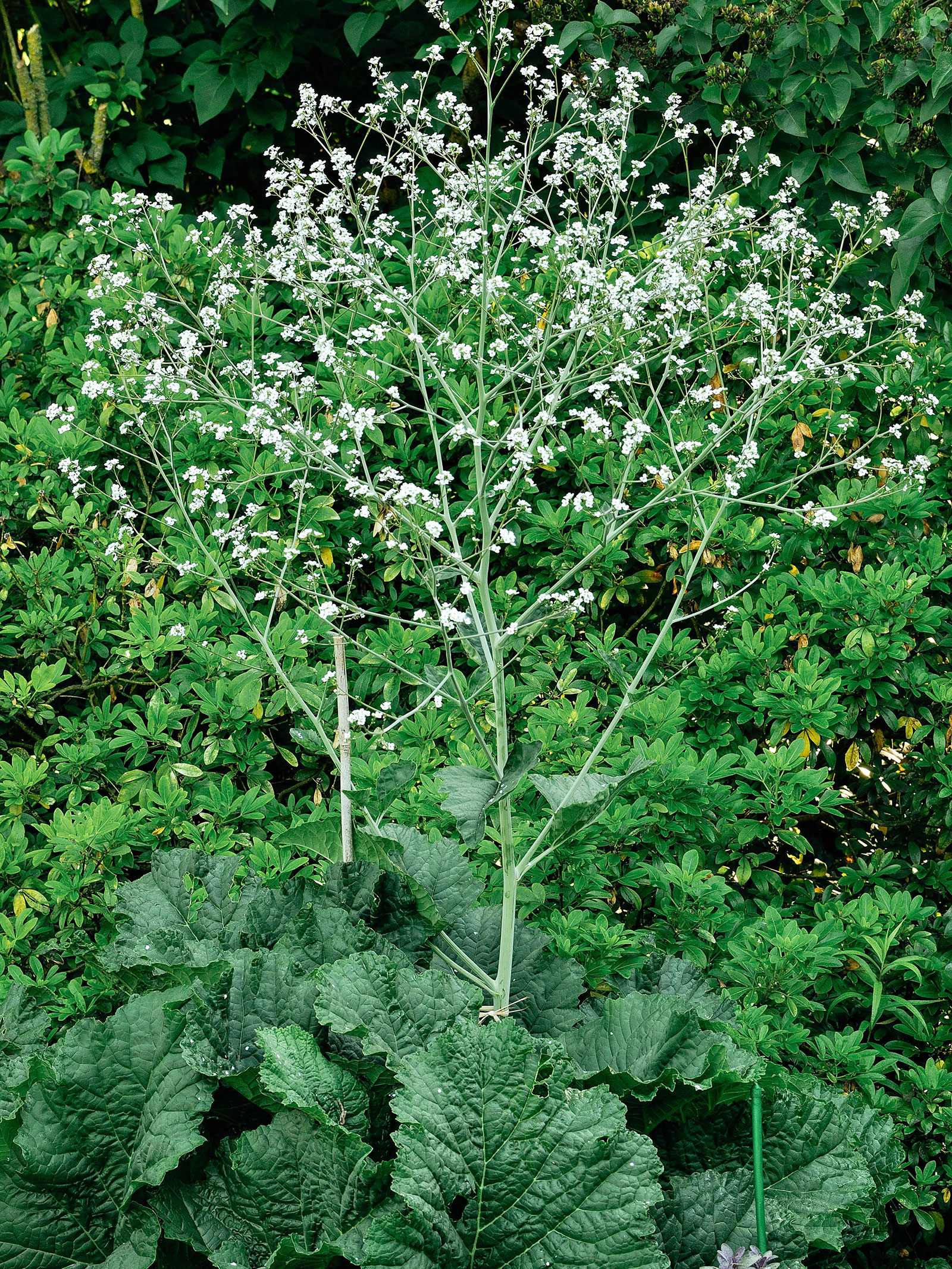 Greater sea kale (colewort) in bloom