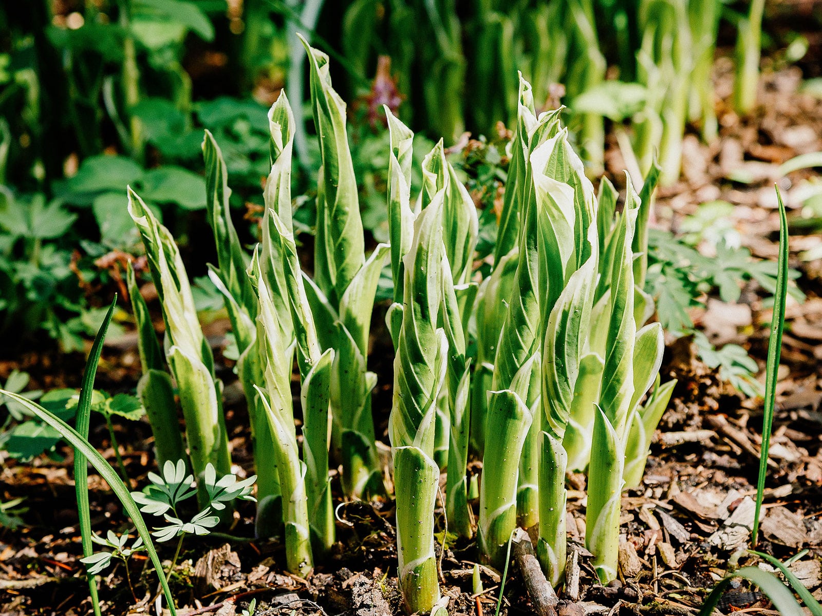 Hosta shoots emerging from the ground