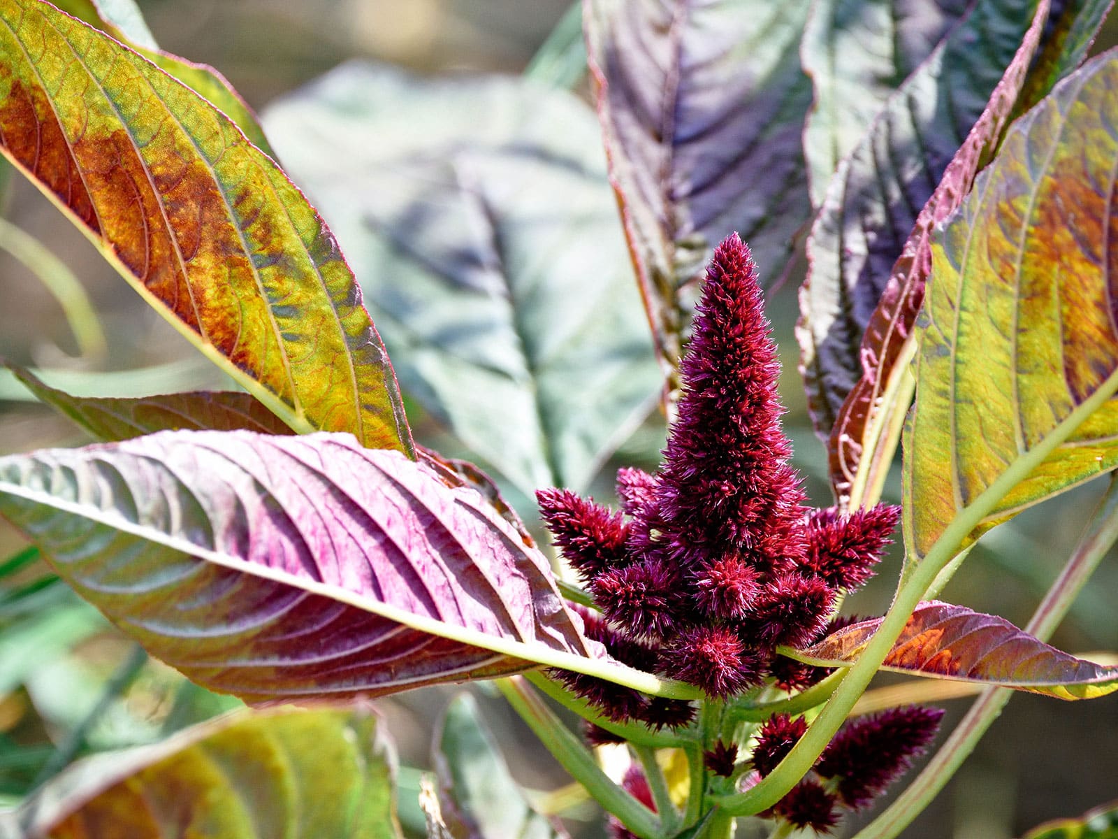 Lagos spinach with a feathery flower spike