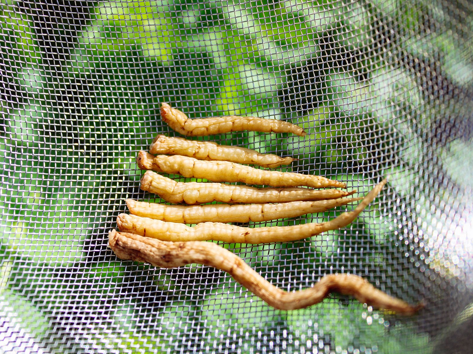 Skirret roots in a strainer