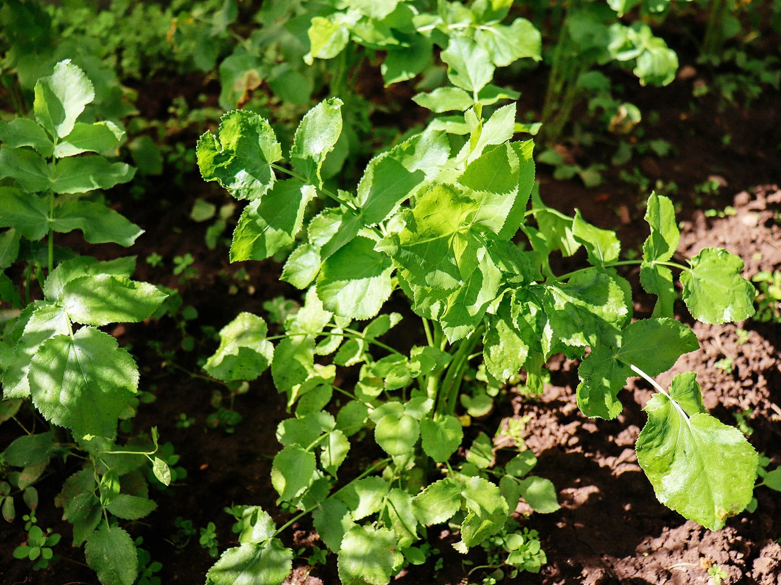 Skirret plant in a garden