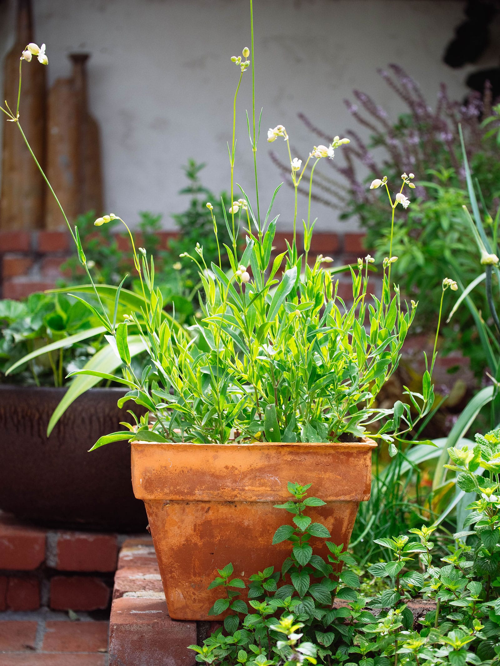 Stridolo (sculpit) growing in a terracotta pot