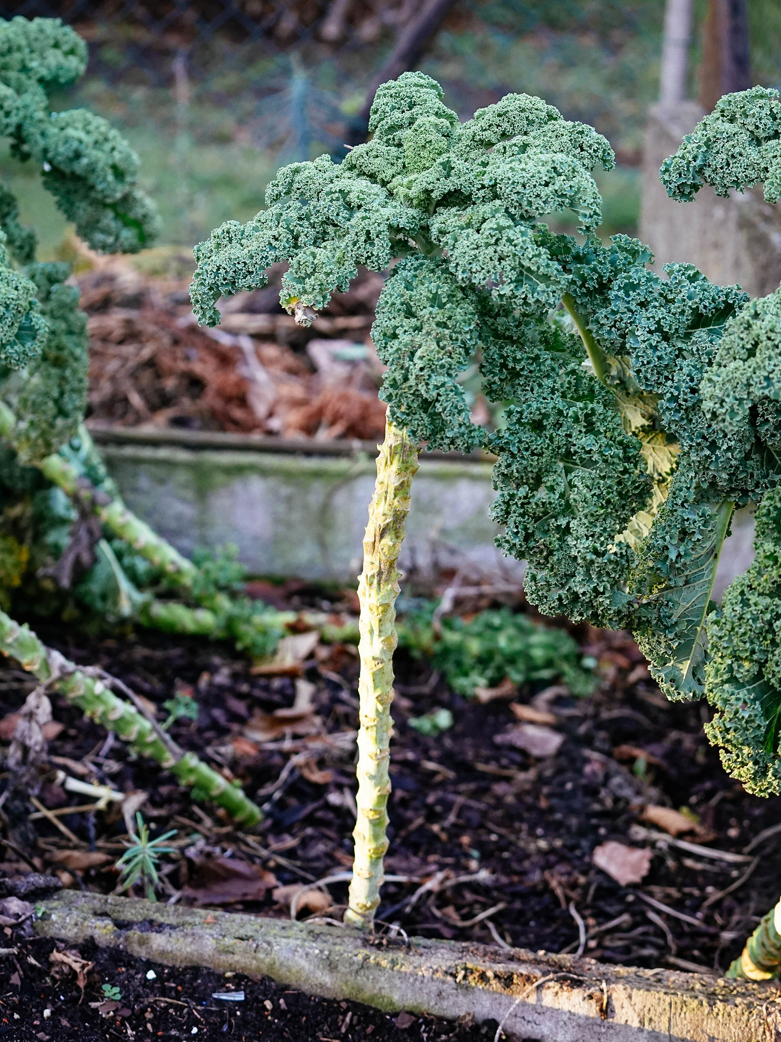 Tree kale in a garden
